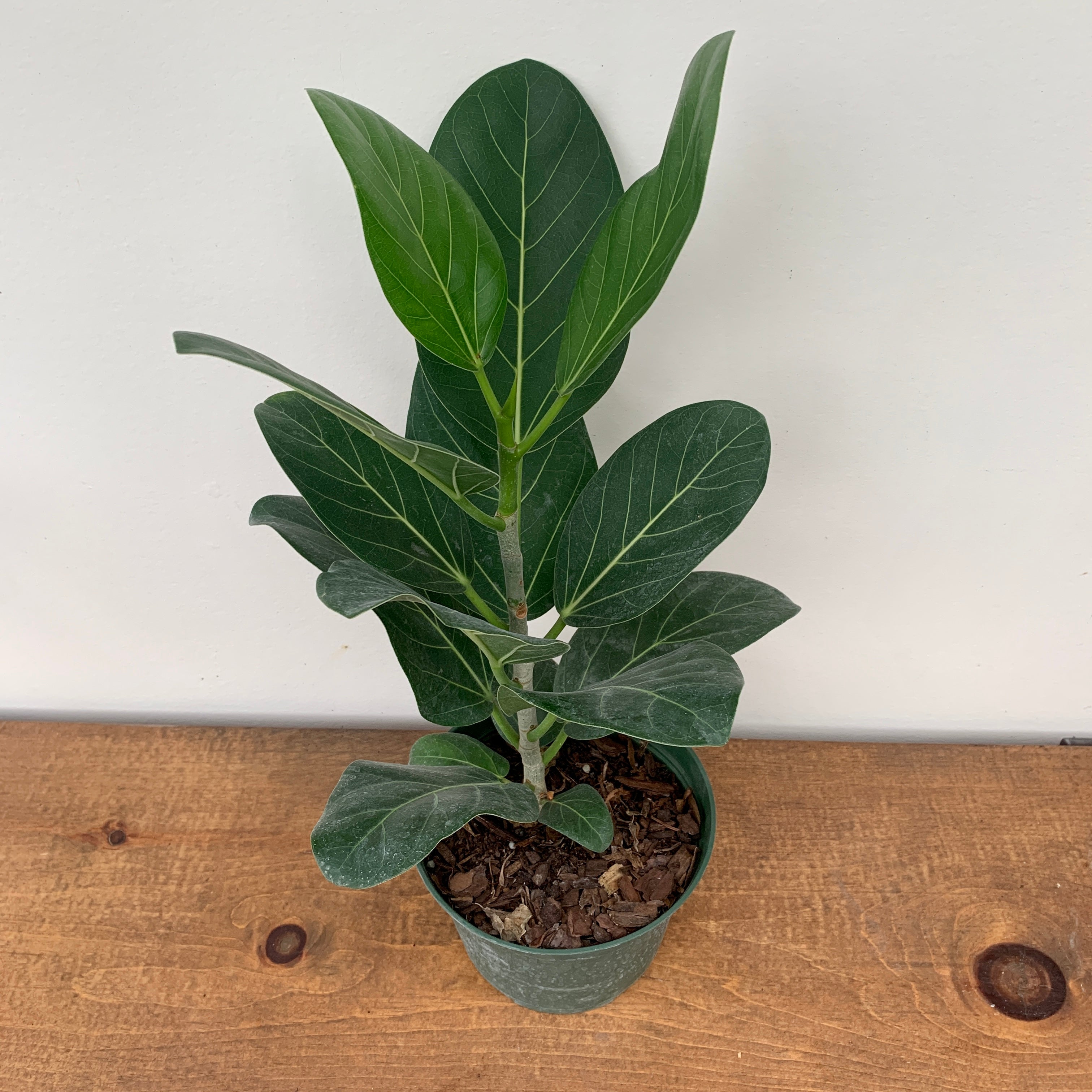 Banyan Tree 'Ficus Audrey' (Ficus benghalensis)