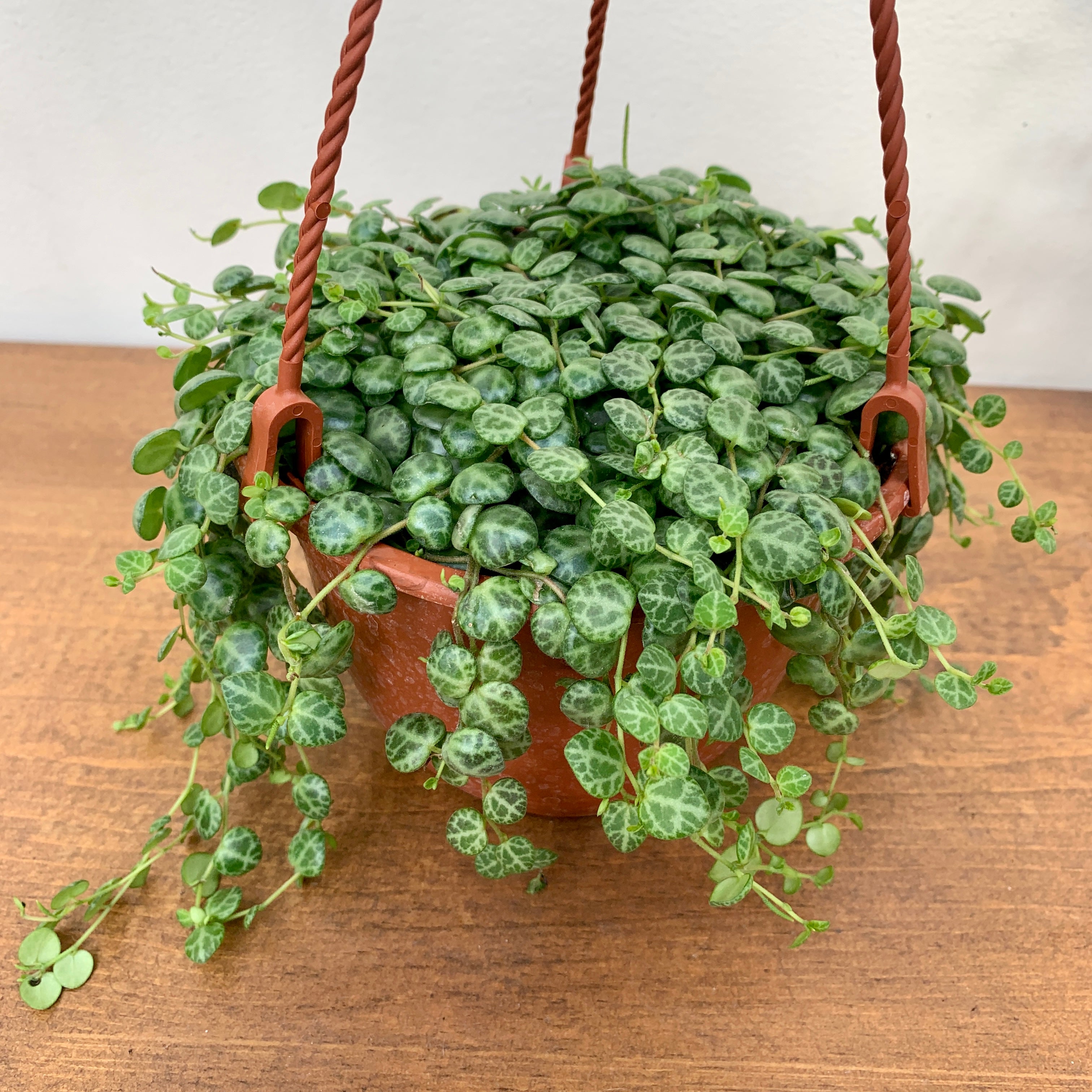 String of Turtles (Peperomia prostrata)