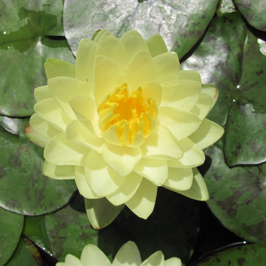 Hardy Water Lily Yellow 'Lemon Chiffon' (Nymphaea 'Lemon Chiffon') - 8" Pot