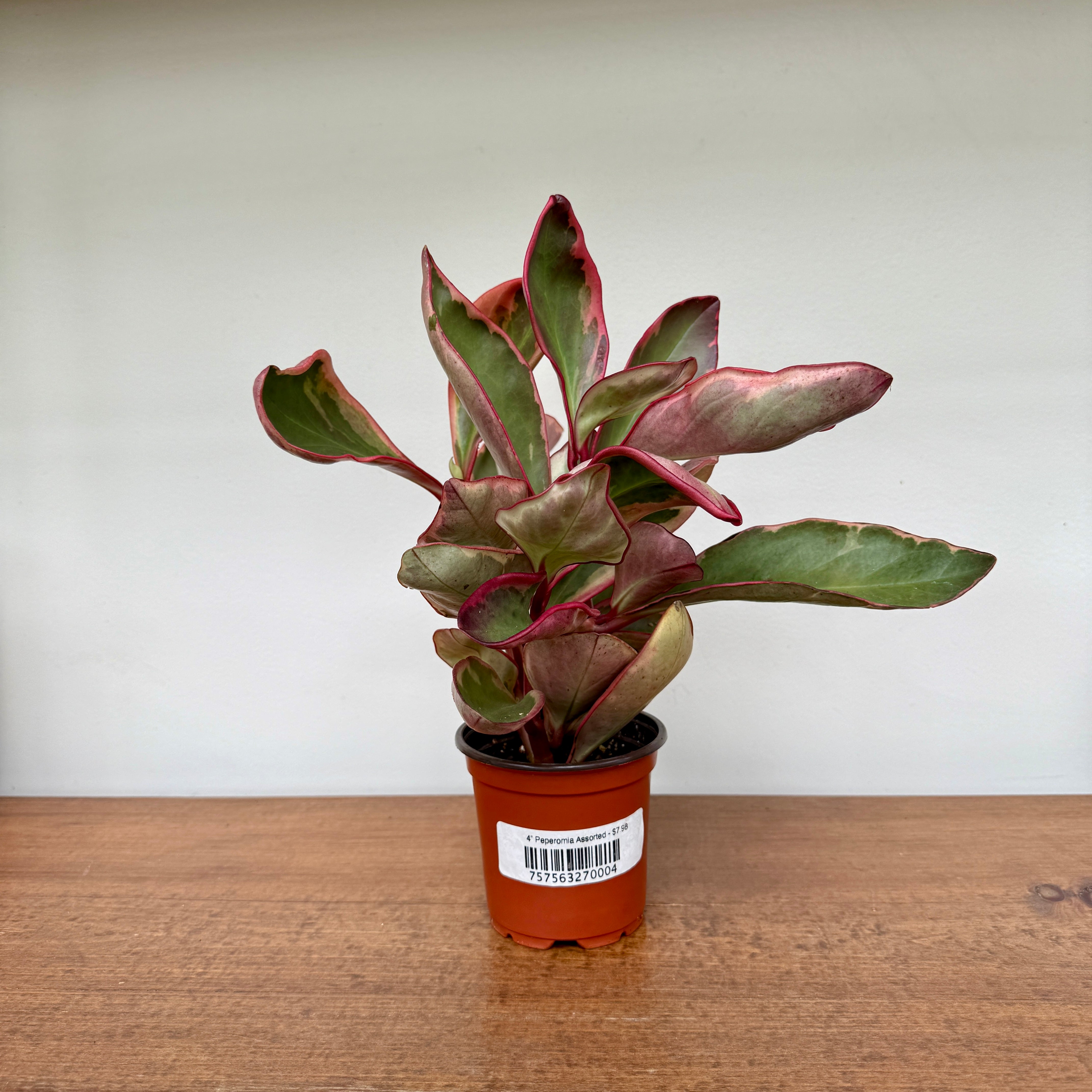 Radiator Plant (Peperomia sp.) - 4" Pot