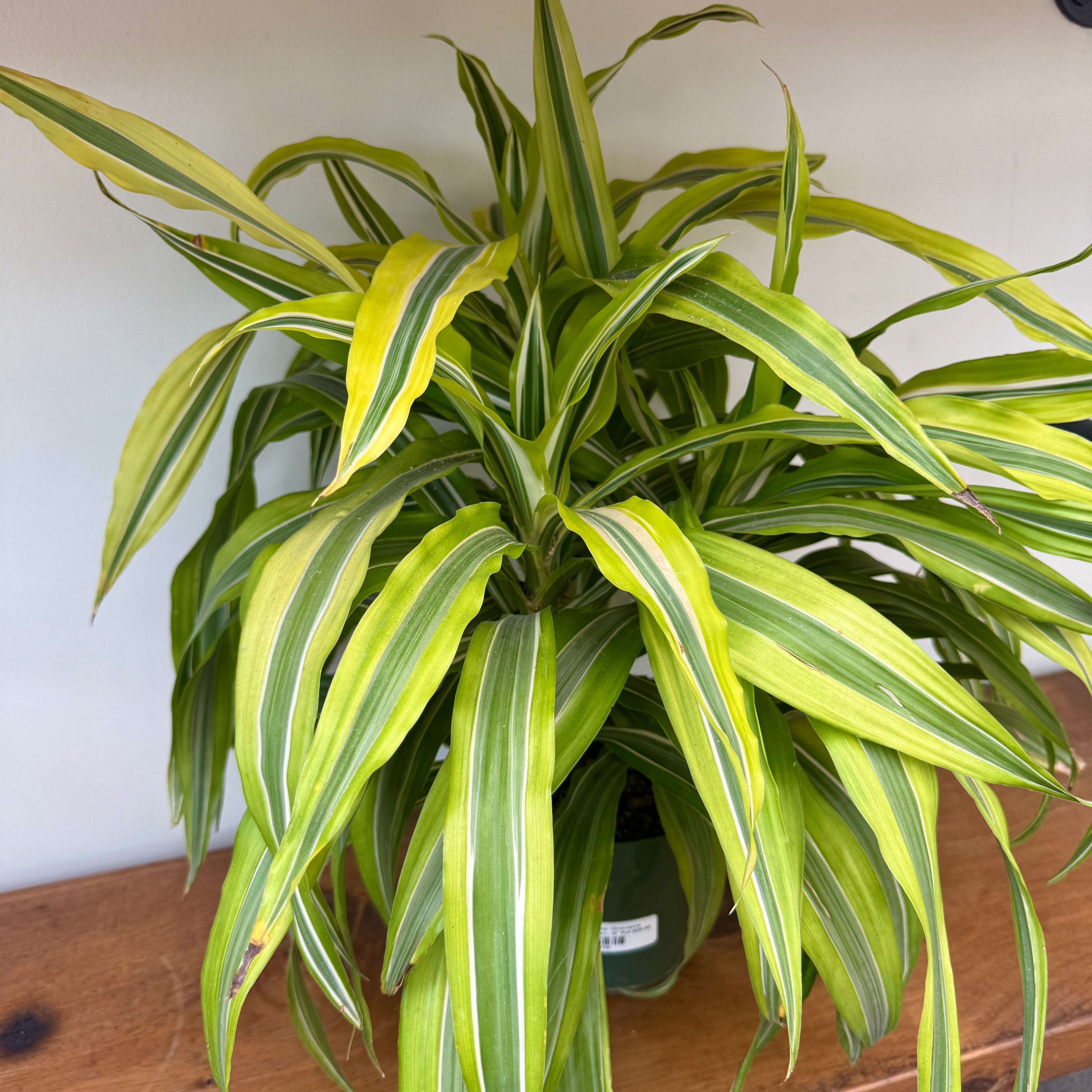 Dracaena 'Lemon Lime' (Dracaena deremensis 'Lemon Lime') - 6" Pot