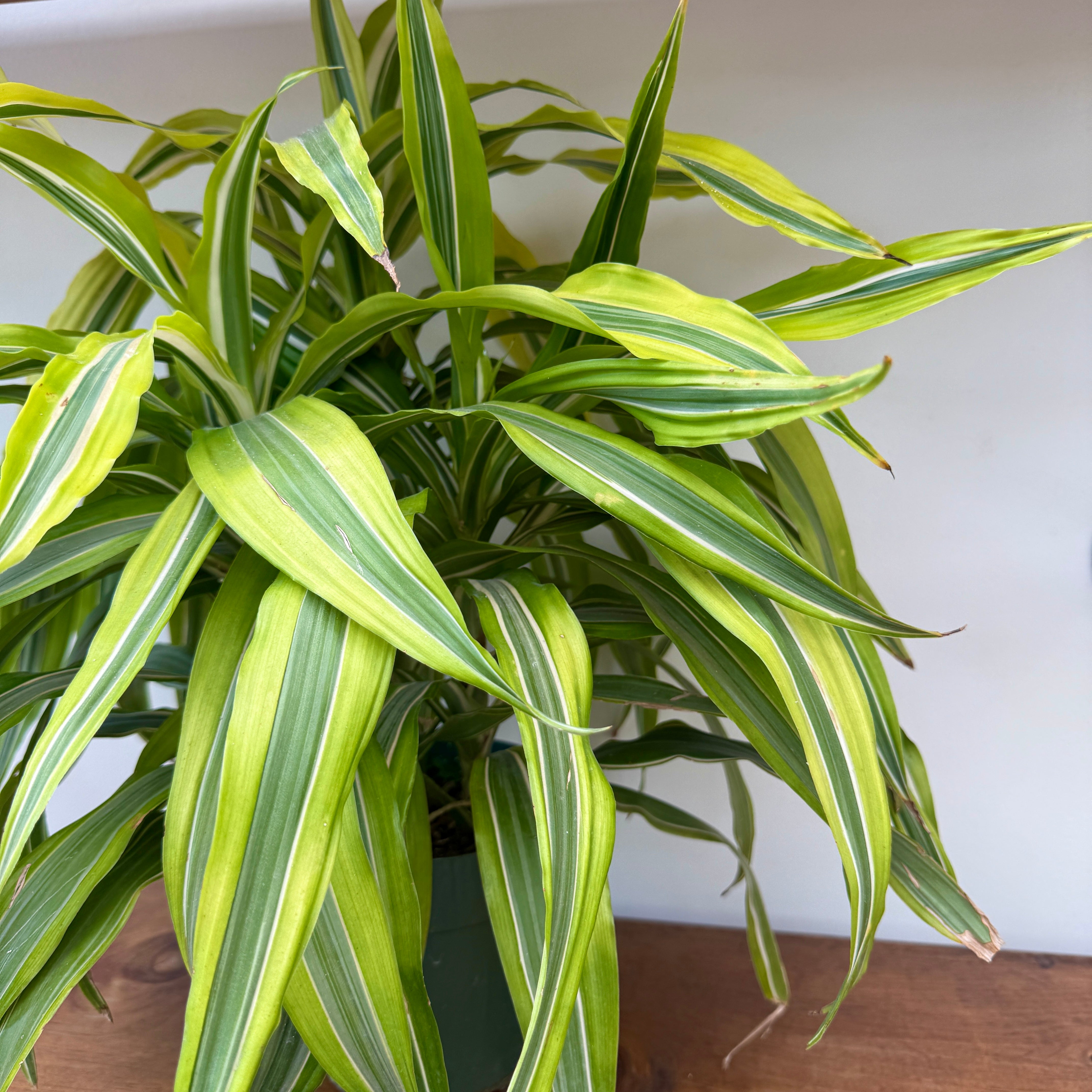 Dracaena 'Lemon Lime' (Dracaena deremensis 'Lemon Lime') - 6" Pot