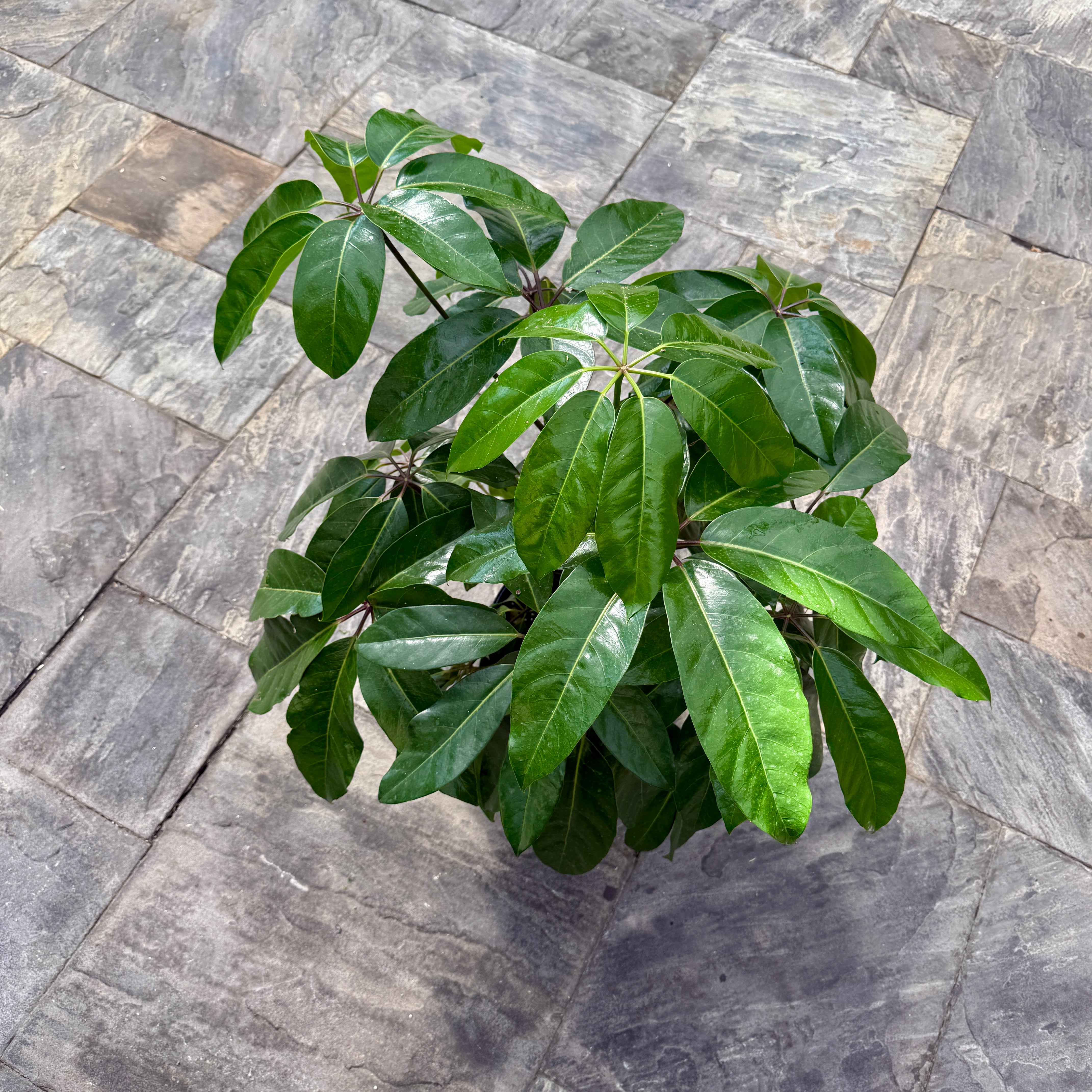 Umbrella Tree 'Amate' (Schefflera actinophylla 'Amate') - 10" Pot - Bush
