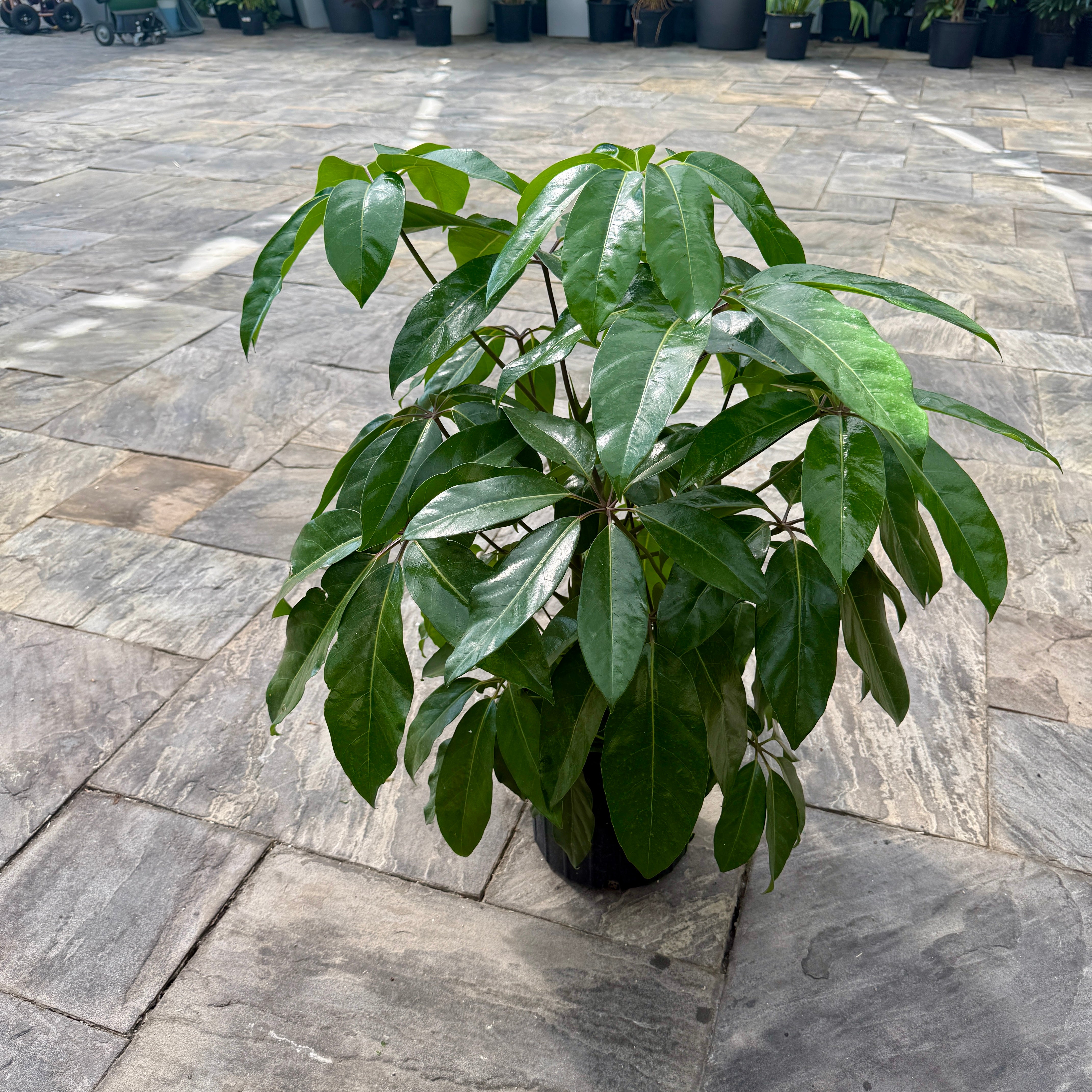 Umbrella Tree 'Amate' (Schefflera actinophylla 'Amate') - 10" Pot - Bush