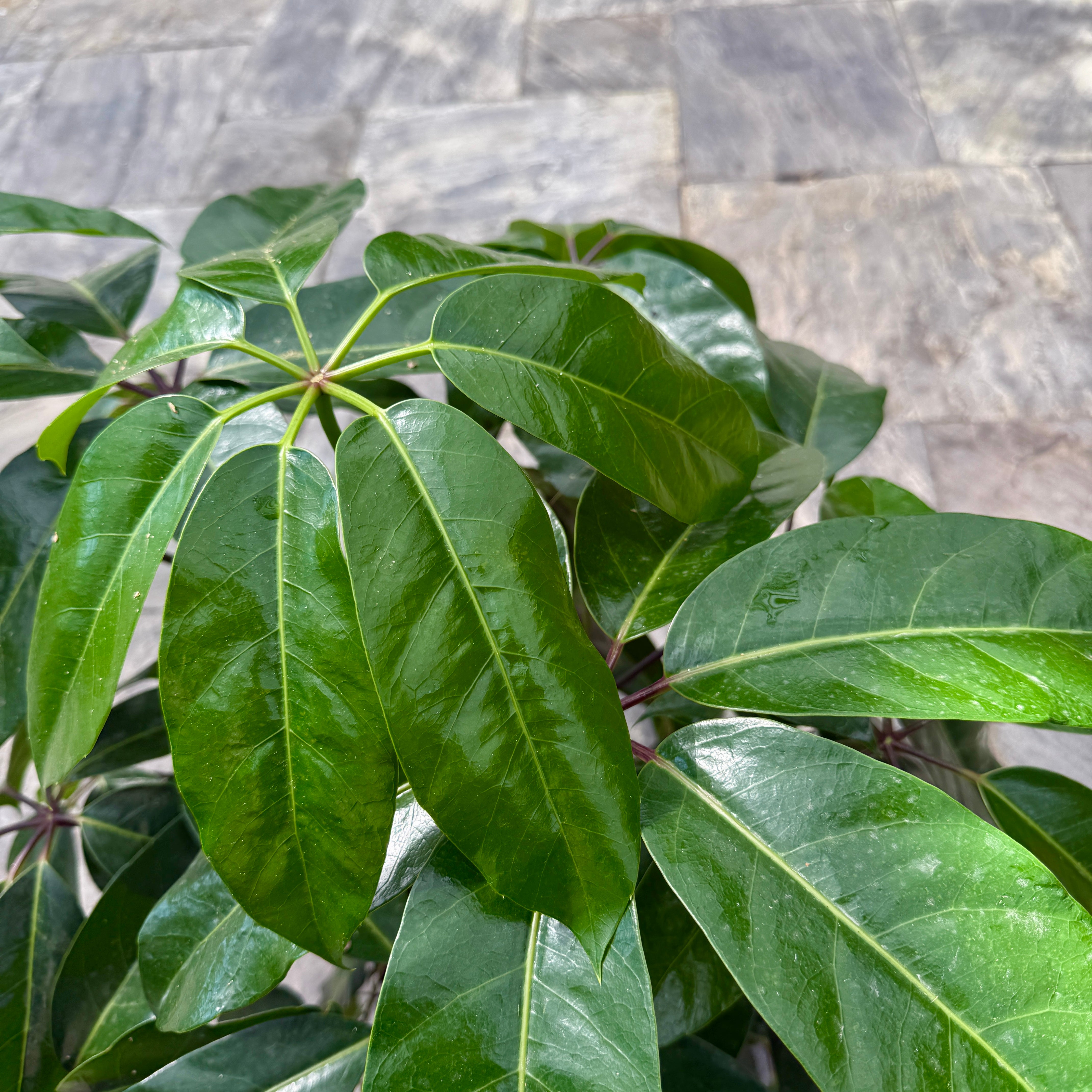 Umbrella Tree 'Amate' (Schefflera actinophylla 'Amate') - 10" Pot - Bush