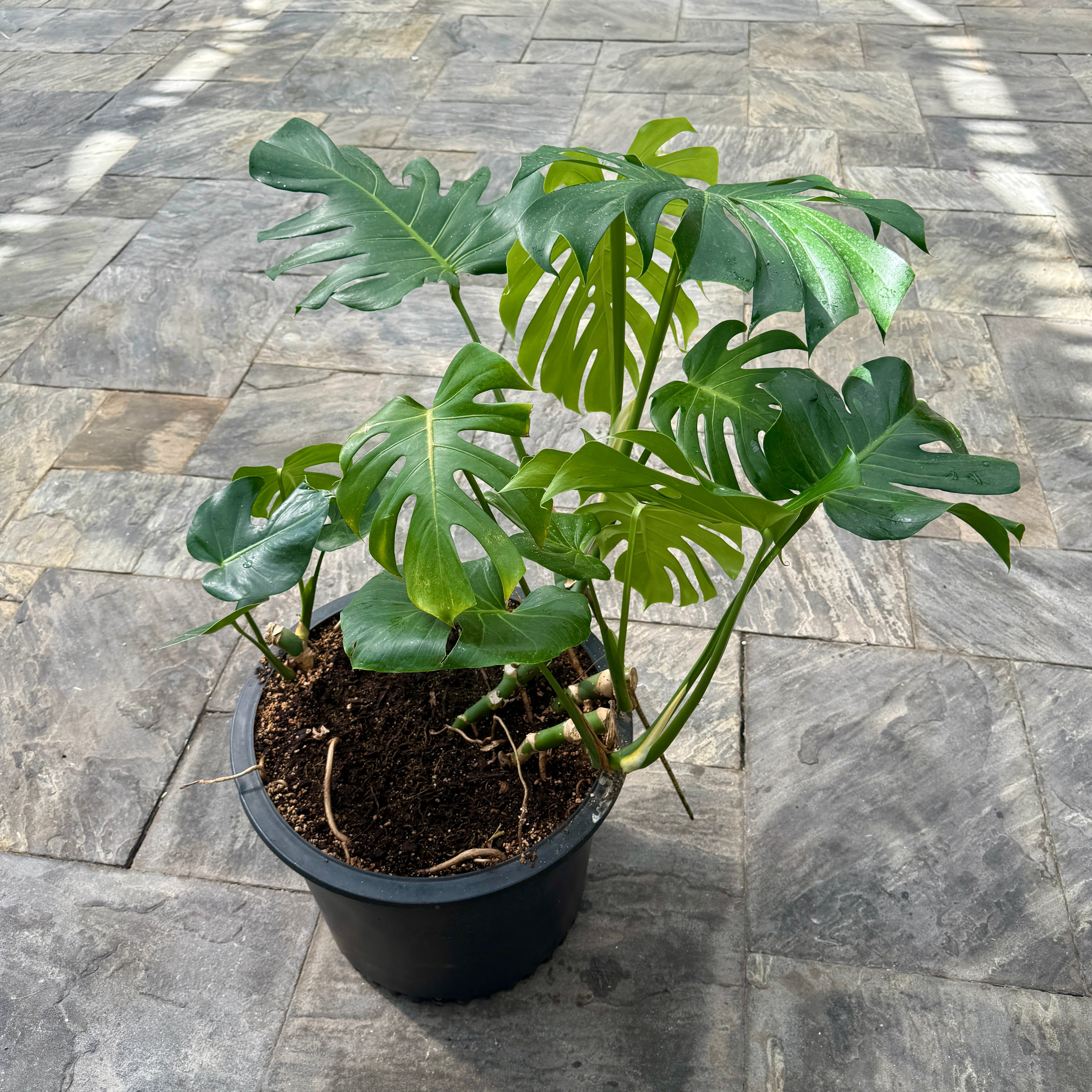 Monstera (Monstera deliciosa) - 18" Pot