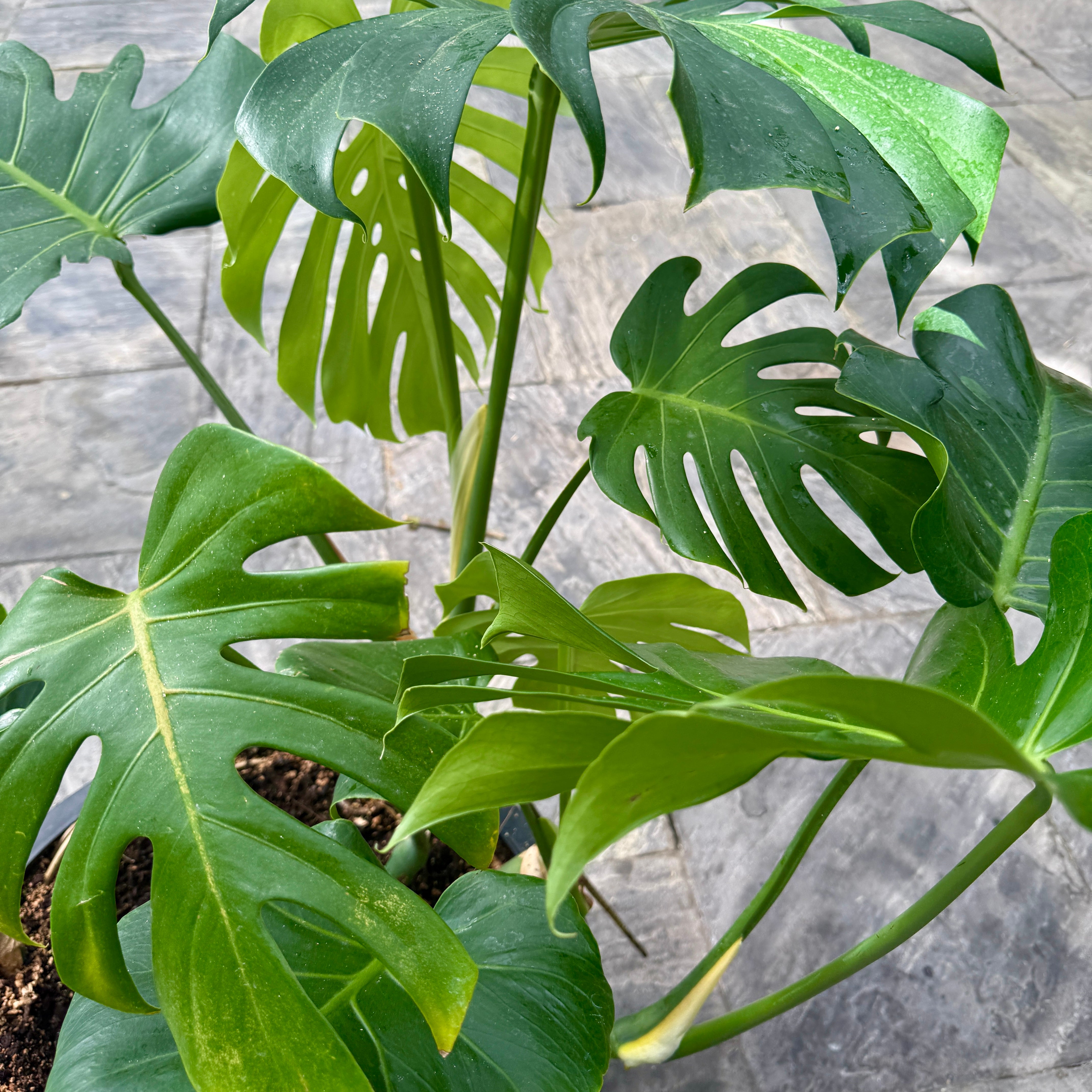 Monstera (Monstera deliciosa) - 18" Pot