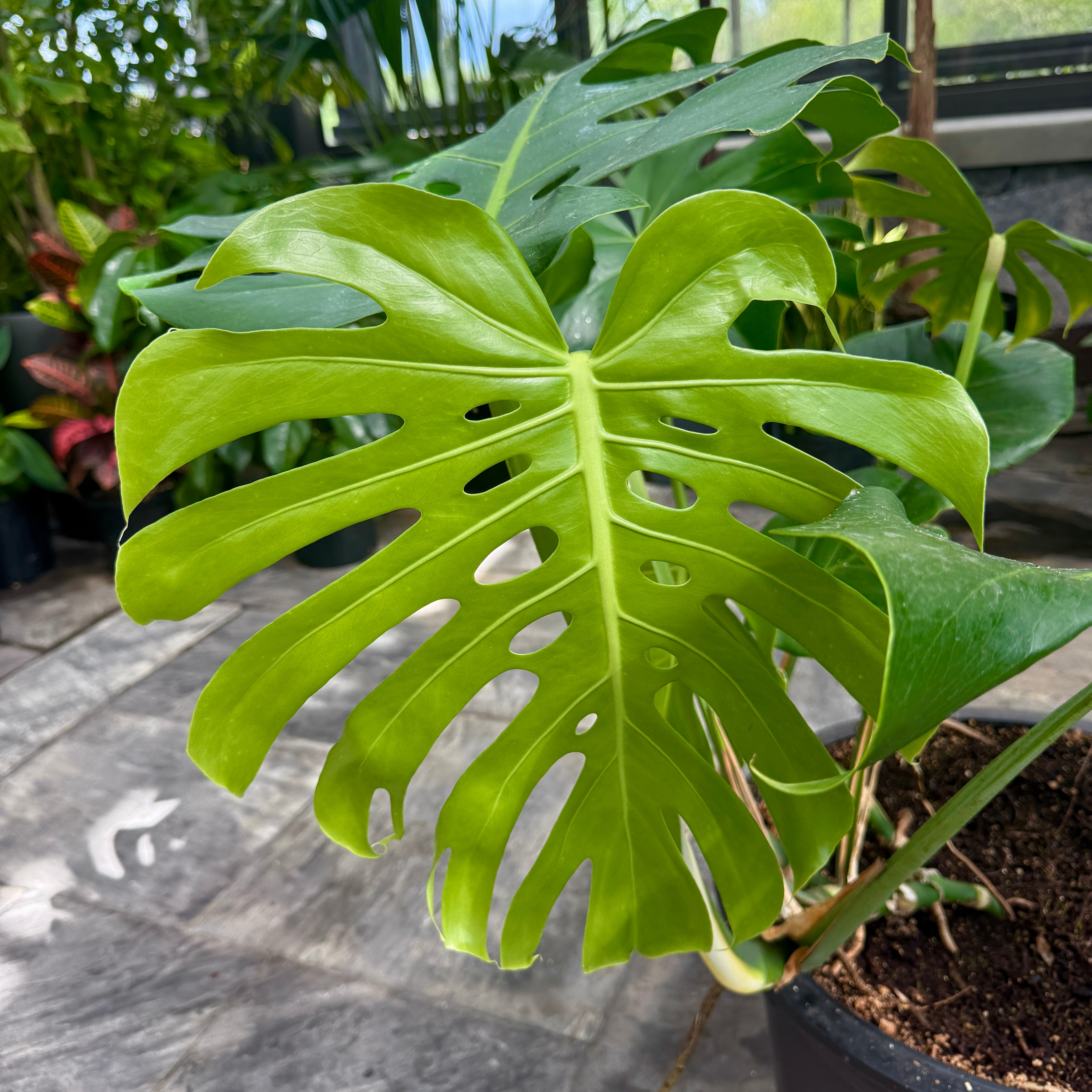 Monstera (Monstera deliciosa) - 18" Pot
