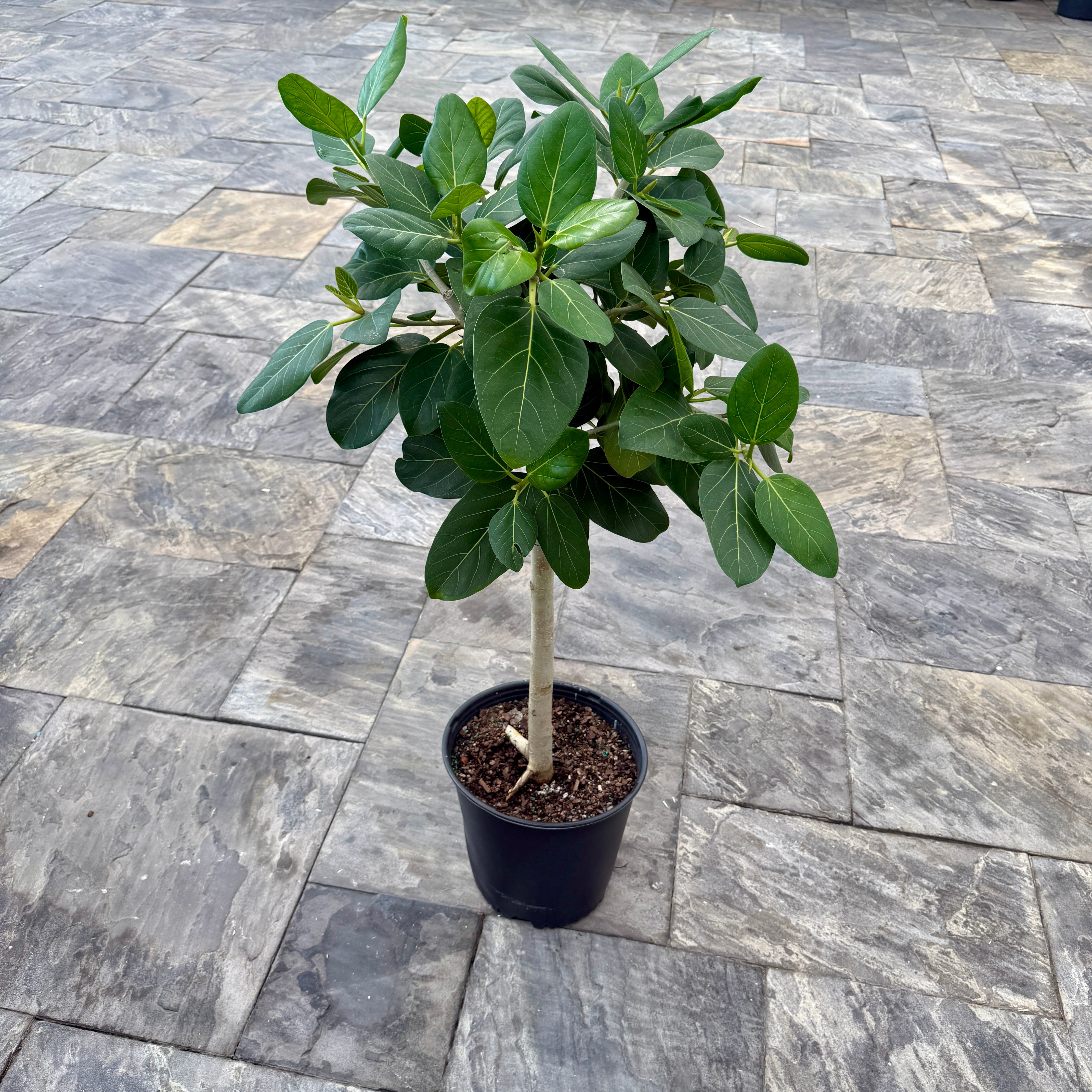 Ficus Audrey (Ficus benghalensis) - 12" Pot