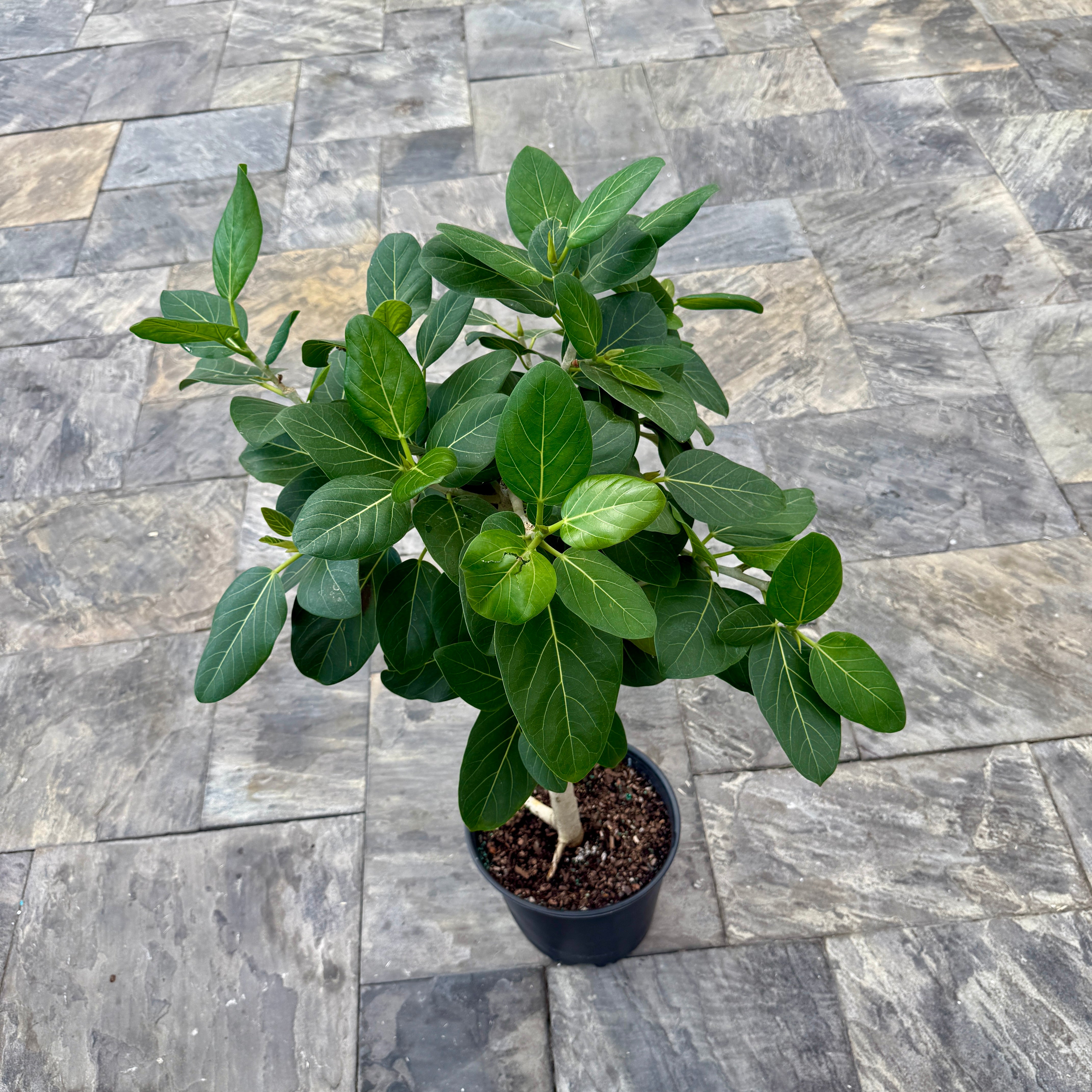 Ficus Audrey (Ficus benghalensis) - 12" Pot