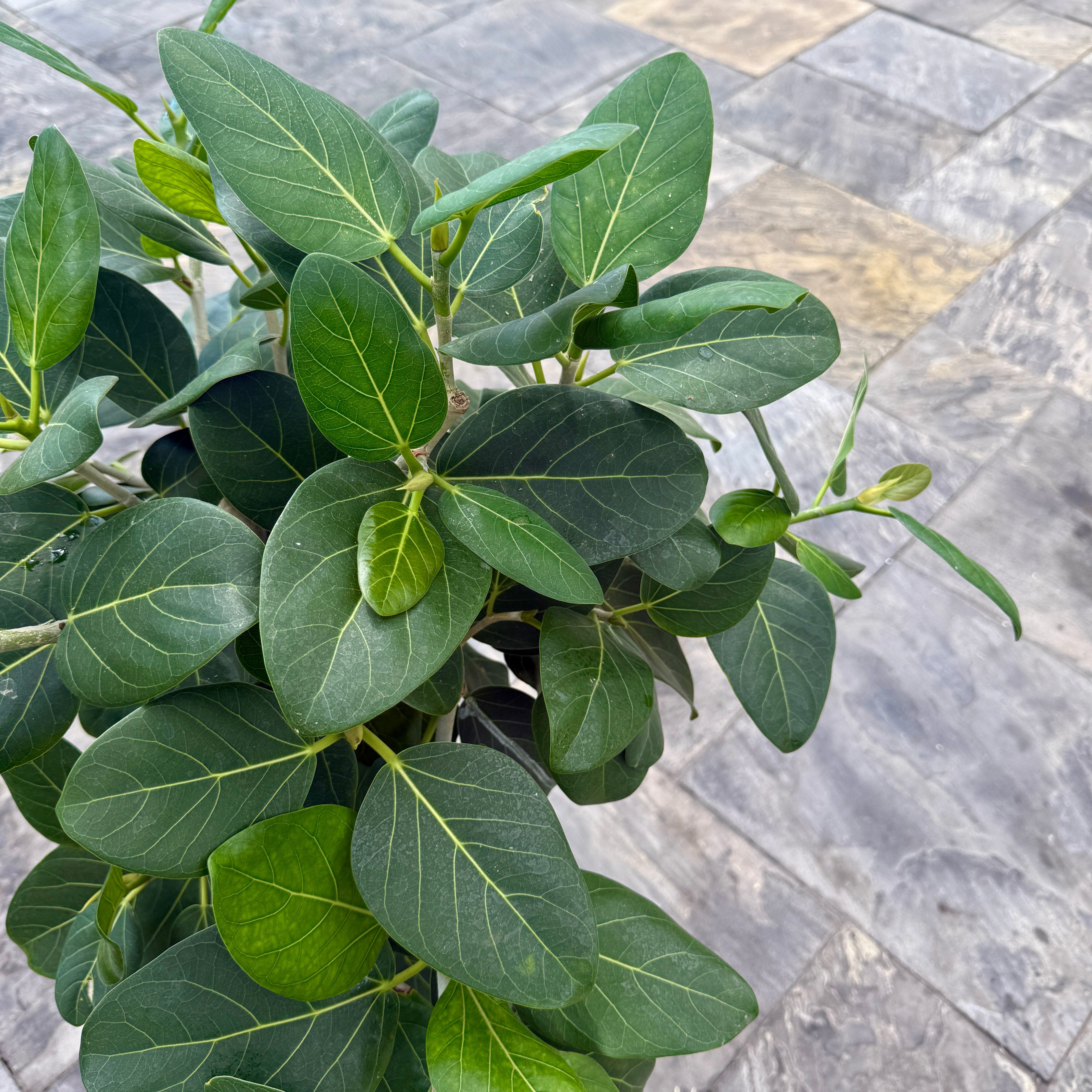 Ficus Audrey (Ficus benghalensis) - 12" Pot