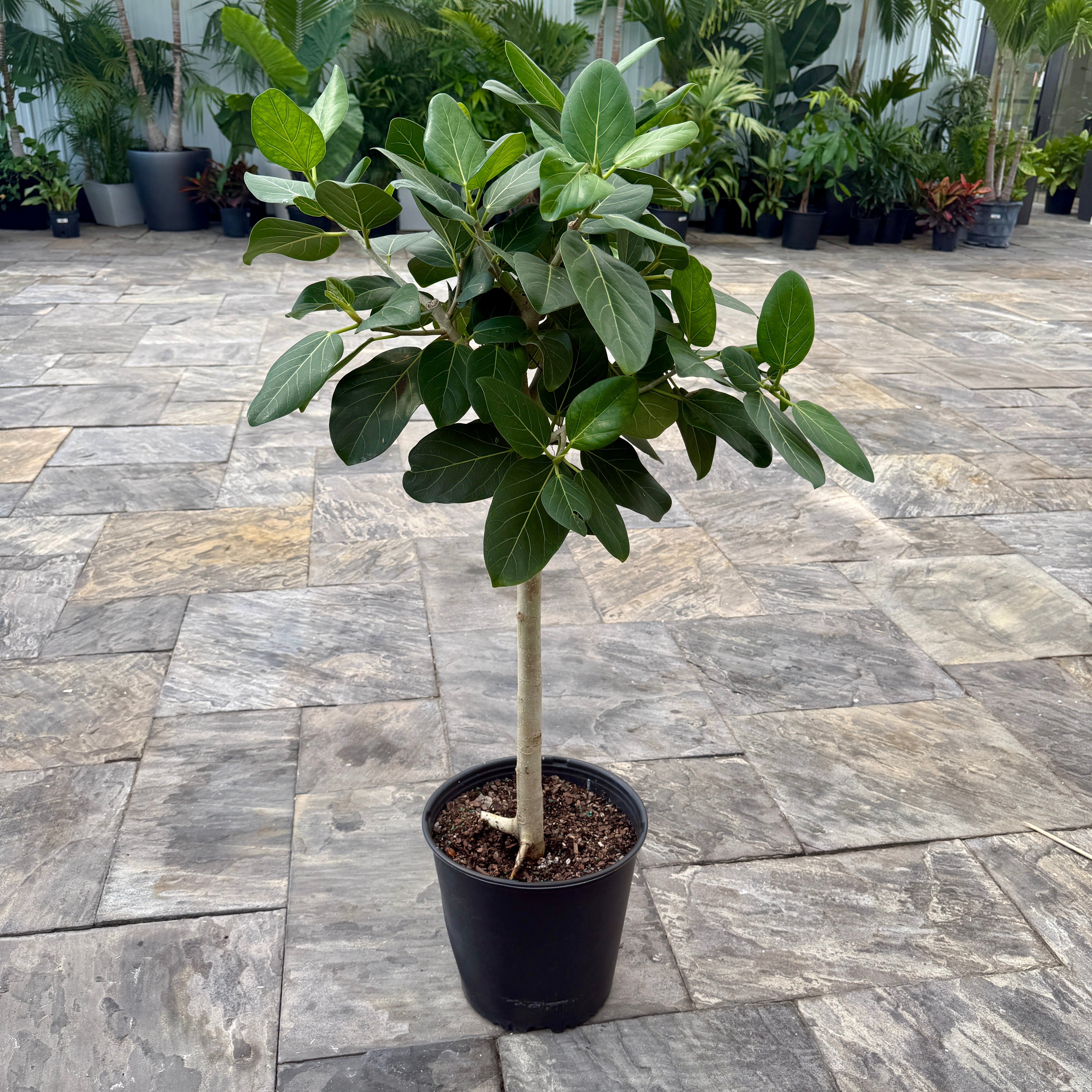 Ficus Audrey (Ficus benghalensis) - 14" Pot - Bush