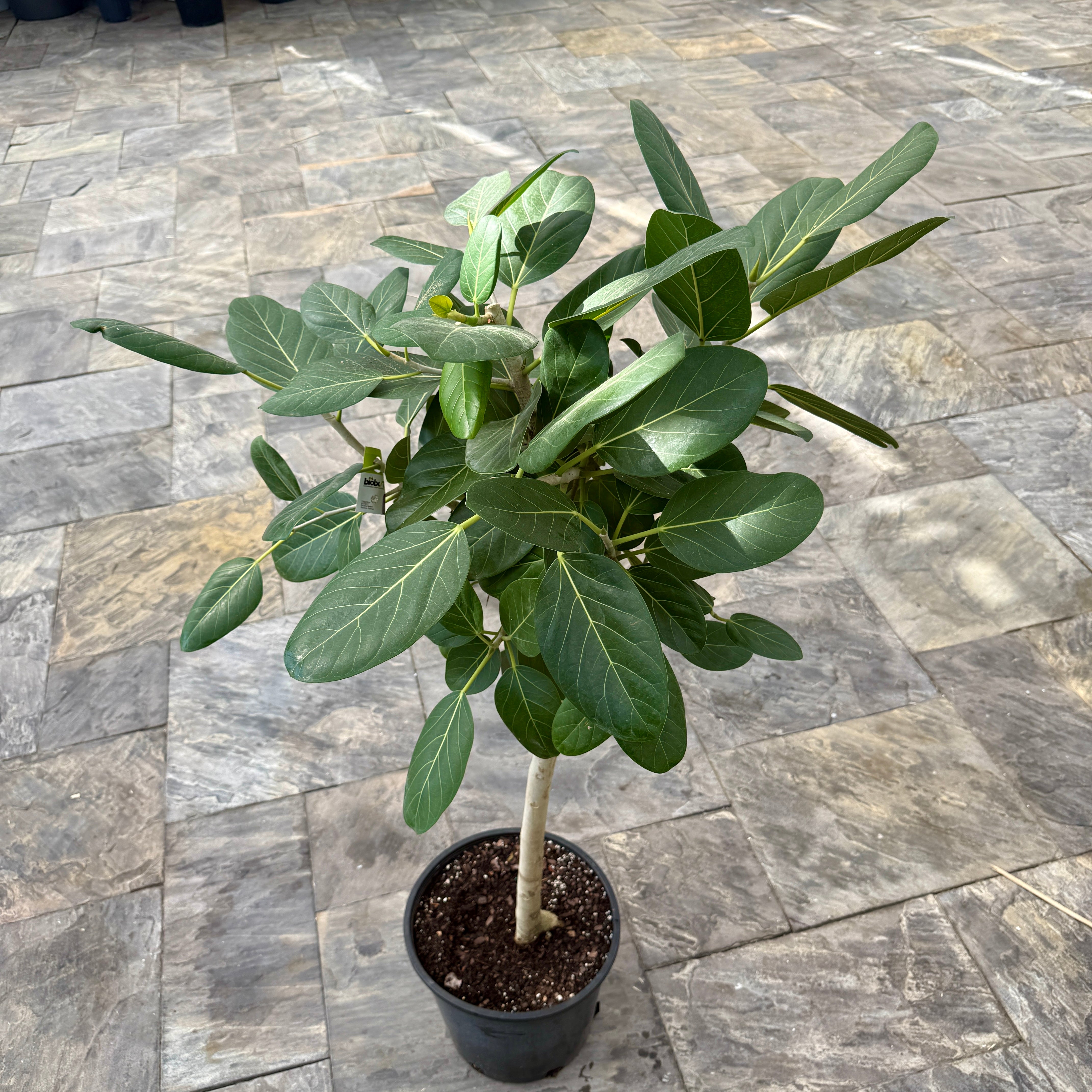 Ficus Audrey (Ficus benghalensis) - 14" Pot - Bush