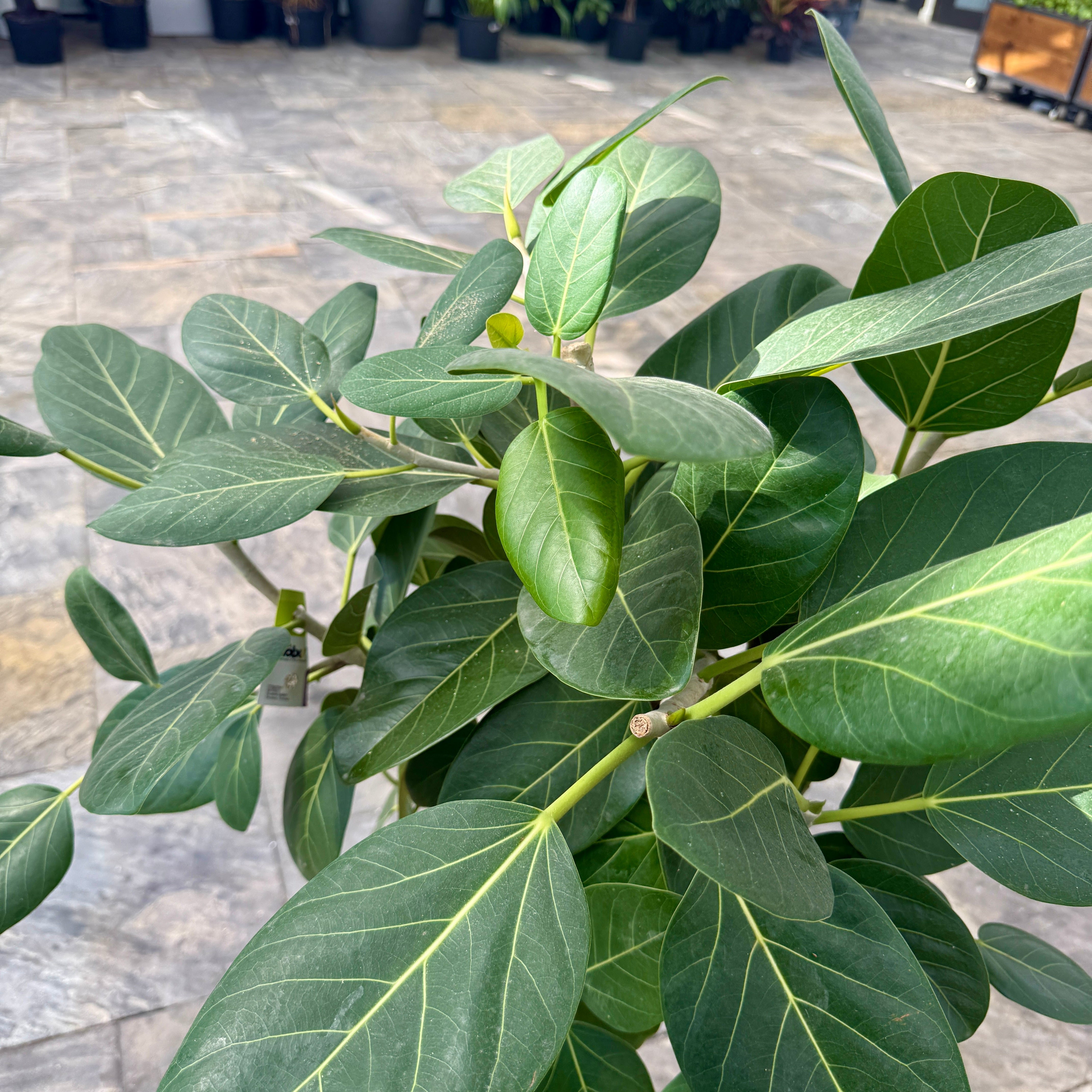Ficus Audrey (Ficus benghalensis) - 14" Pot - Bush