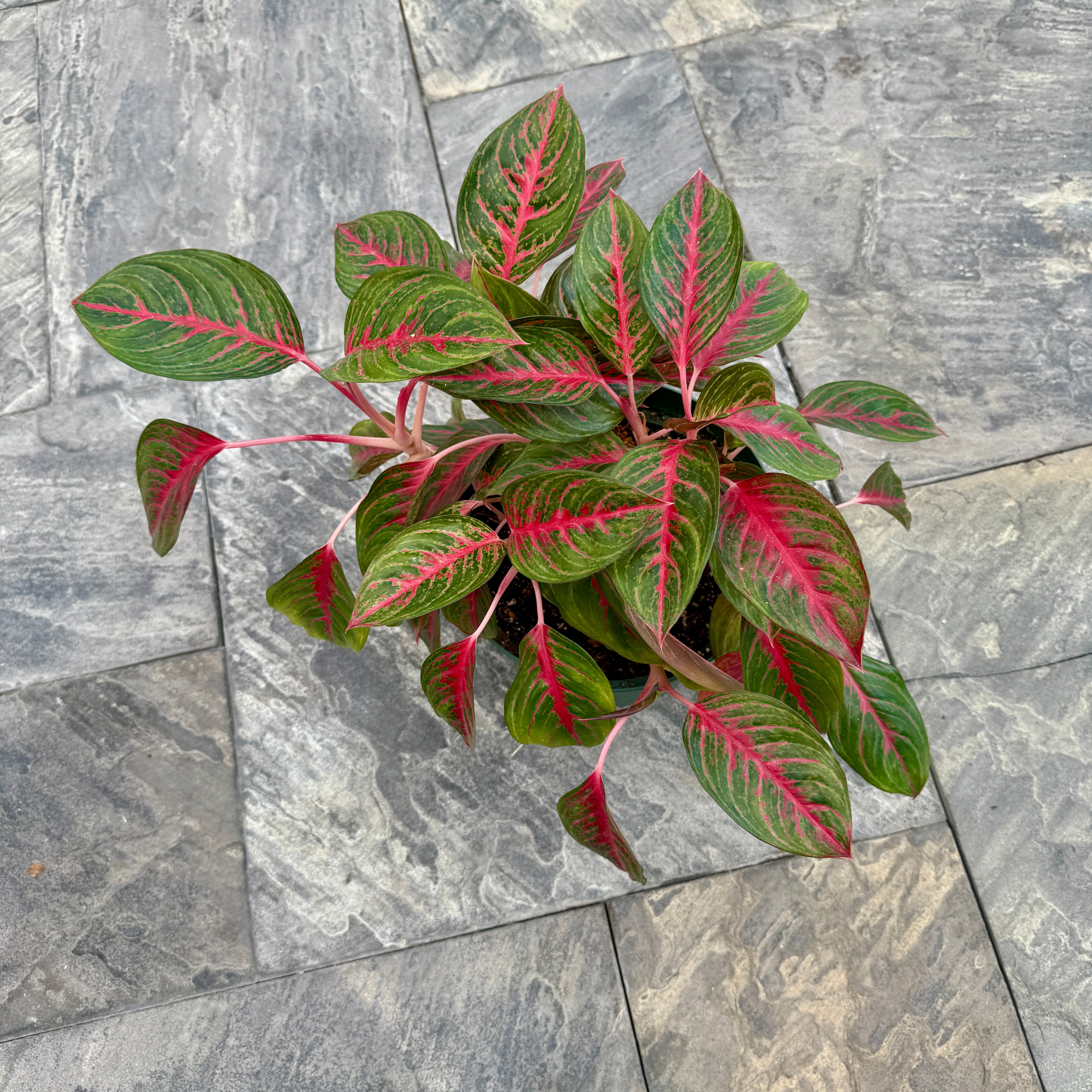 Chinese Evergreen 'Red Emerald' (Aglaonema 'Red Emerald') - 10" Pot
