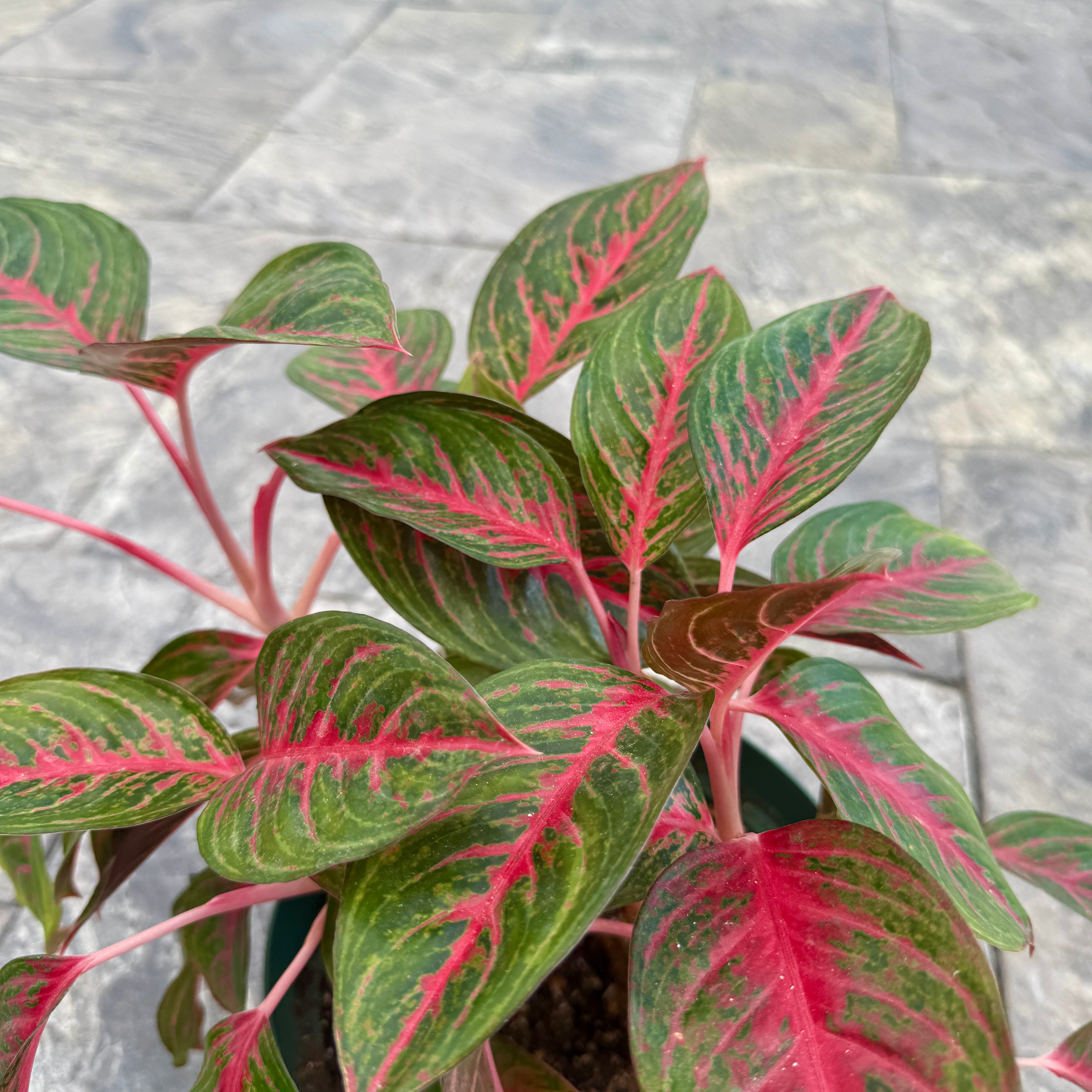 Chinese Evergreen 'Red Emerald' (Aglaonema 'Red Emerald') - 10" Pot