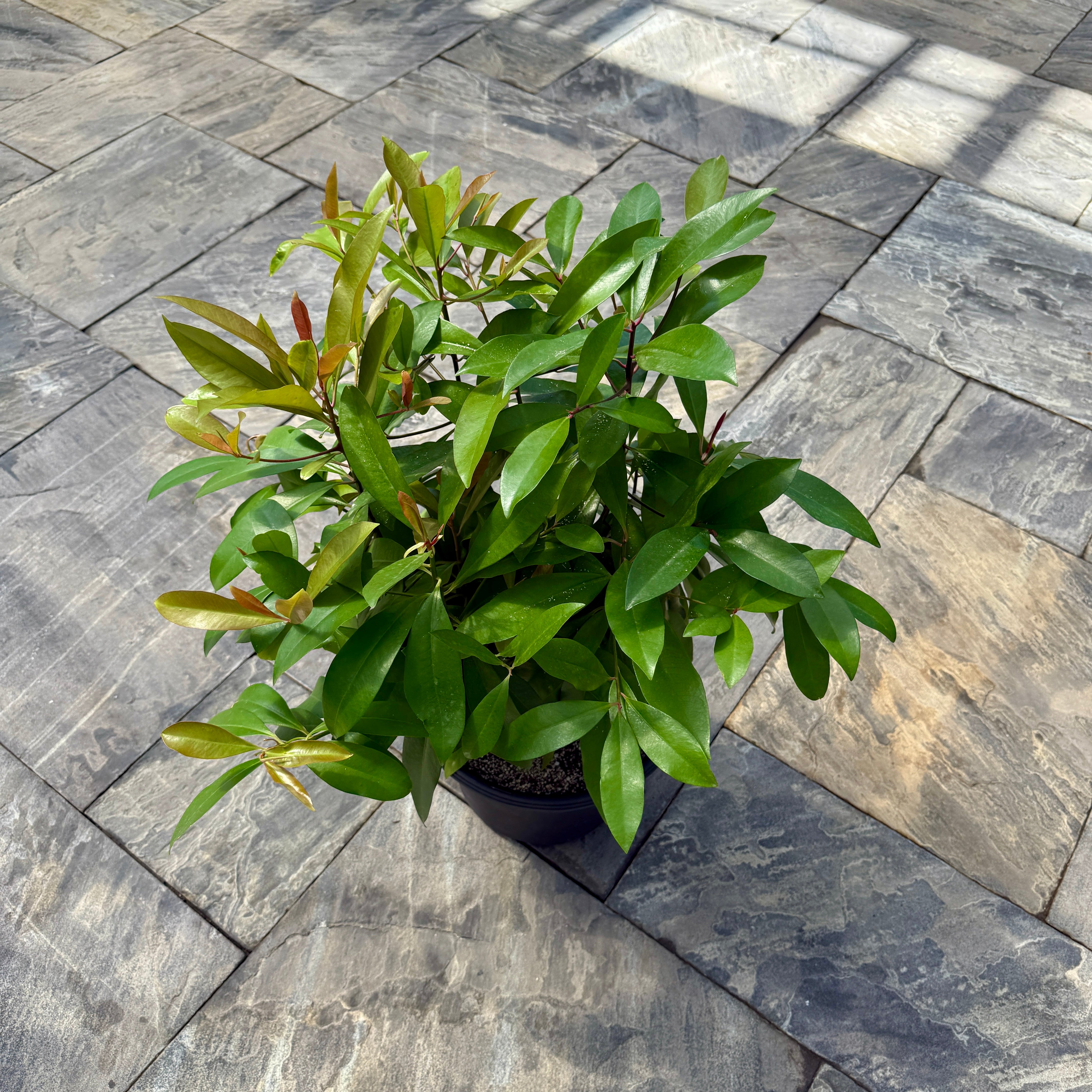 Shoebutton Plant (Ardisia humilis) - 10" Pot