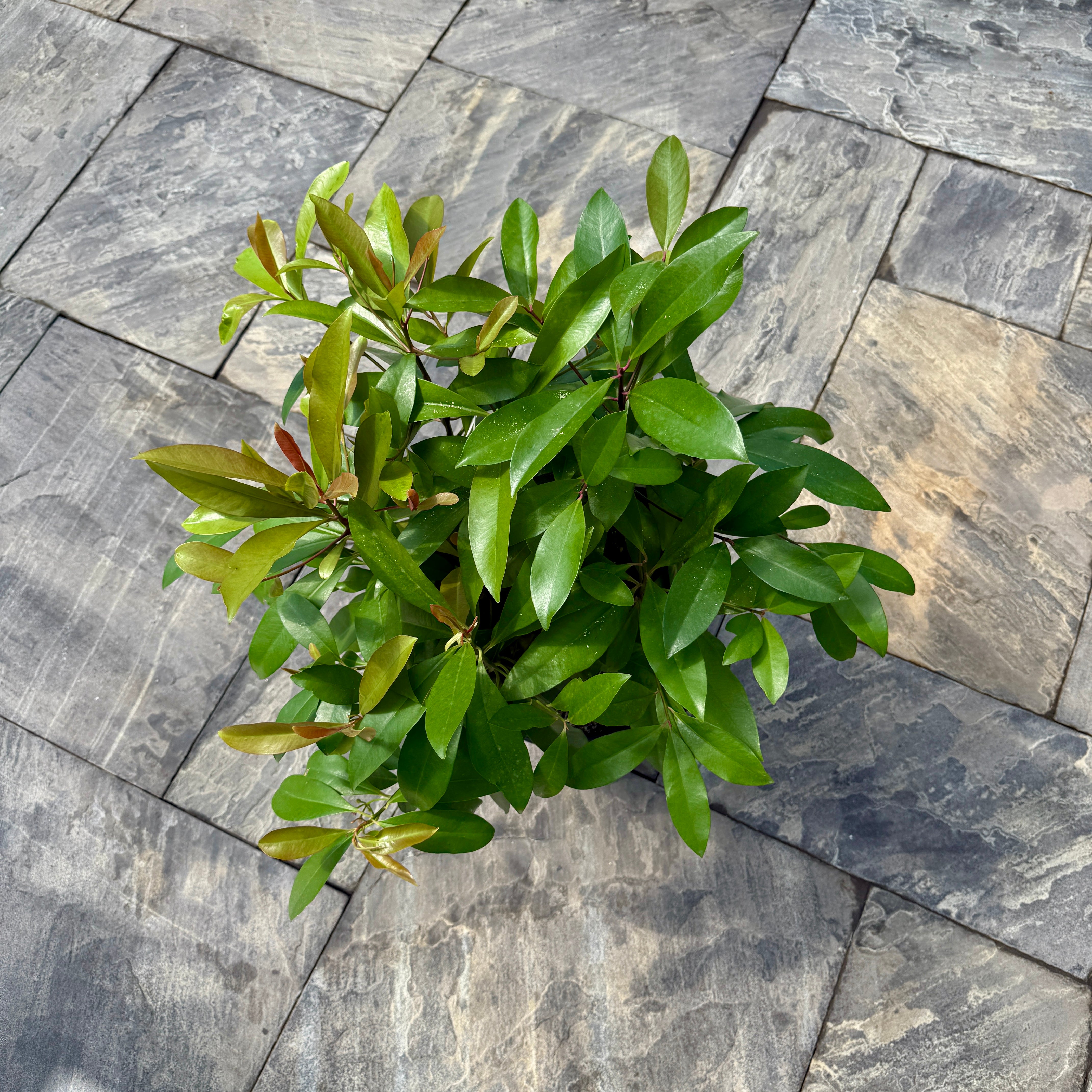 Shoebutton Plant (Ardisia humilis) - 10" Pot