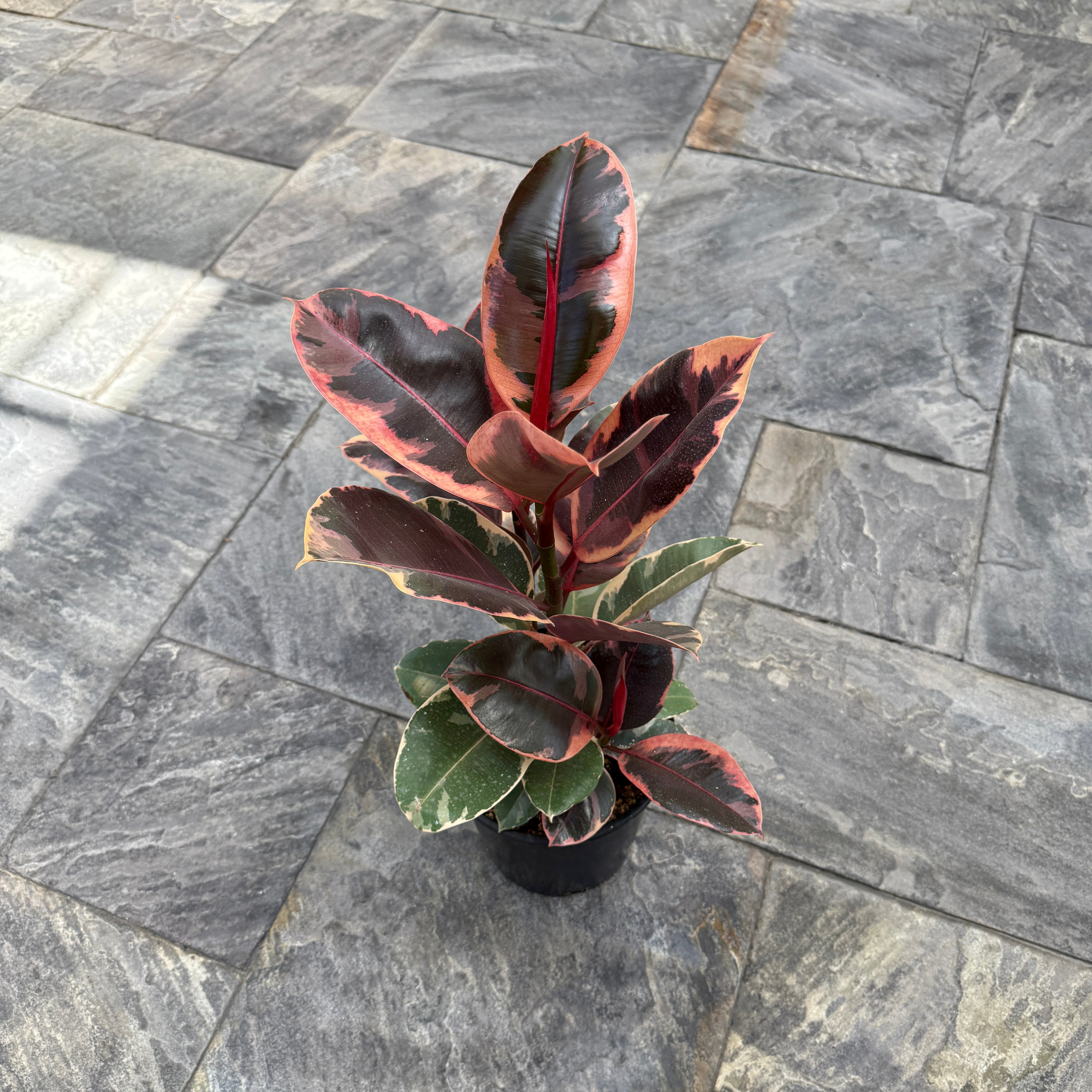 Variegated Rubber Plant 'Ruby' (Ficus elastica 'Ruby') - 8" Pot
