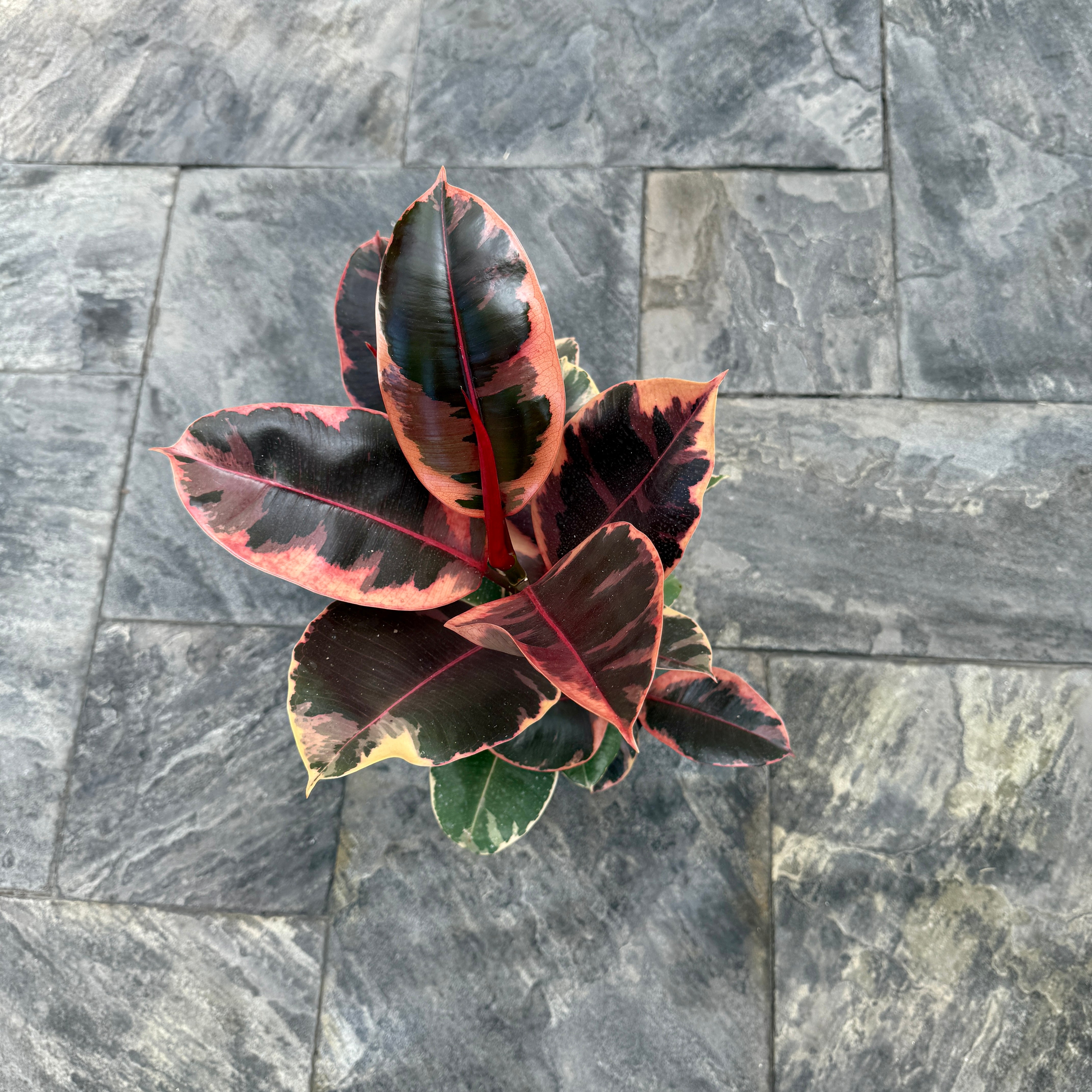 Variegated Rubber Plant 'Ruby' (Ficus elastica 'Ruby') - 8" Pot