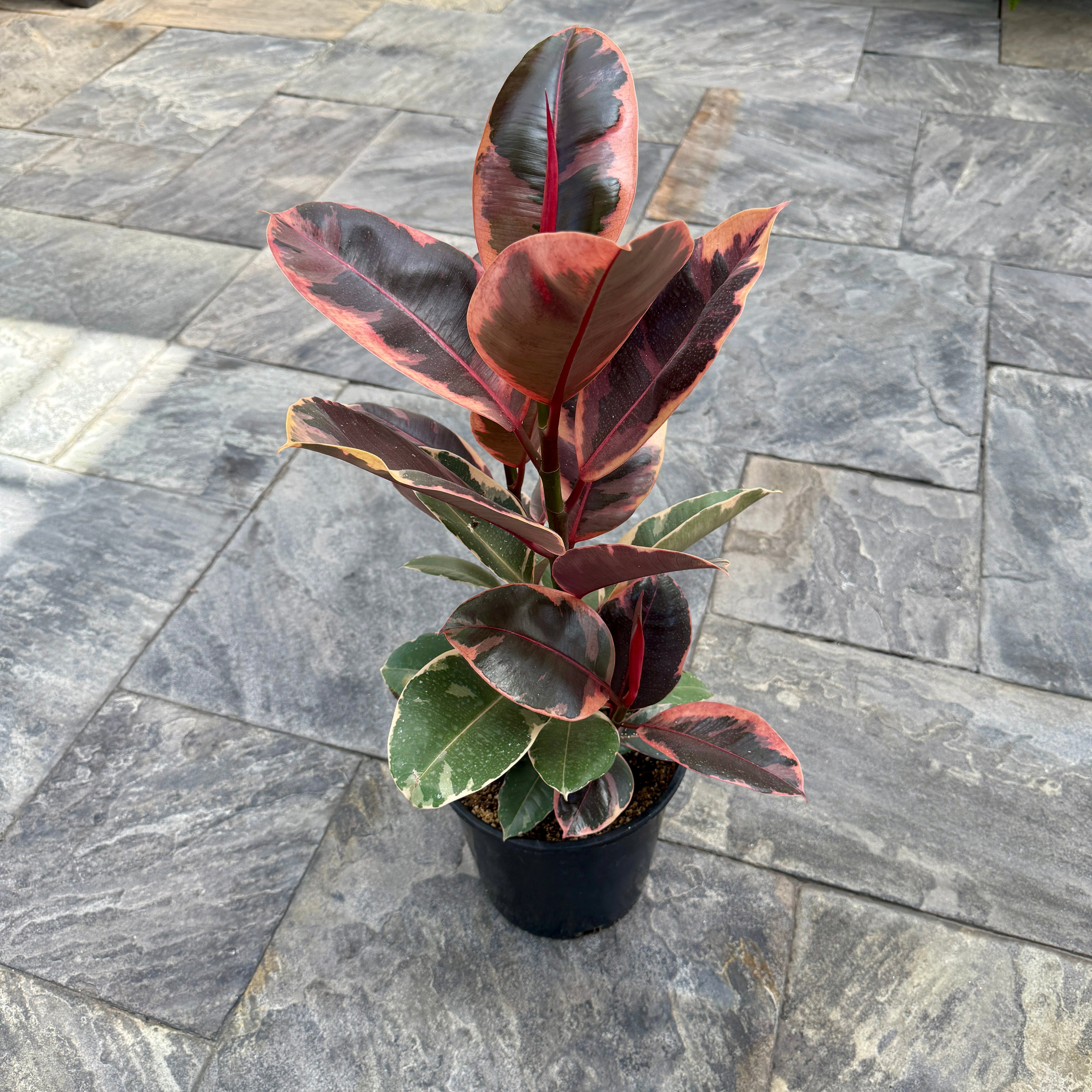 Variegated Rubber Plant 'Ruby' (Ficus elastica 'Ruby') - 8" Pot