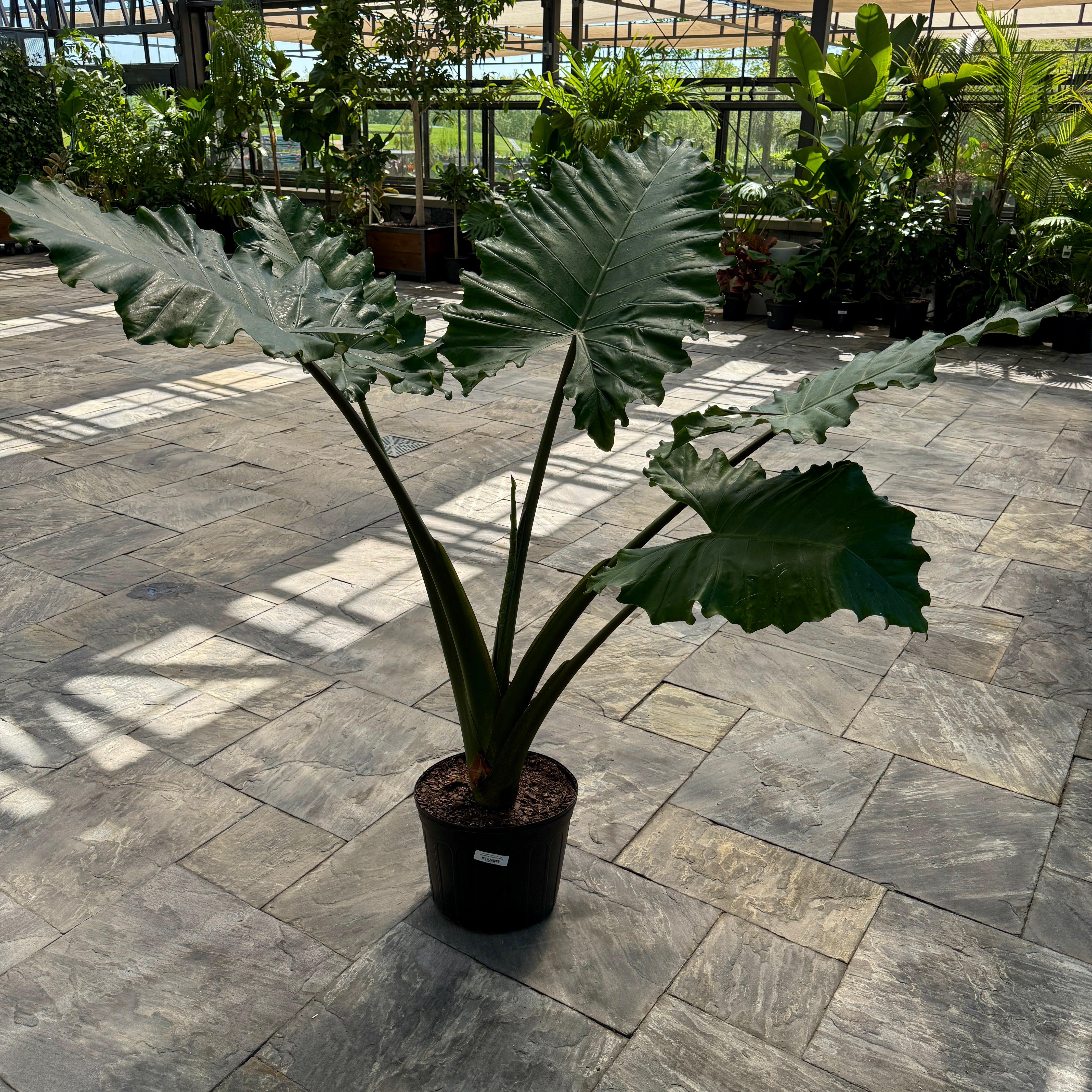 Alocasia 'Portora' (Alocasia sp. 'Portora') - 14" Pot