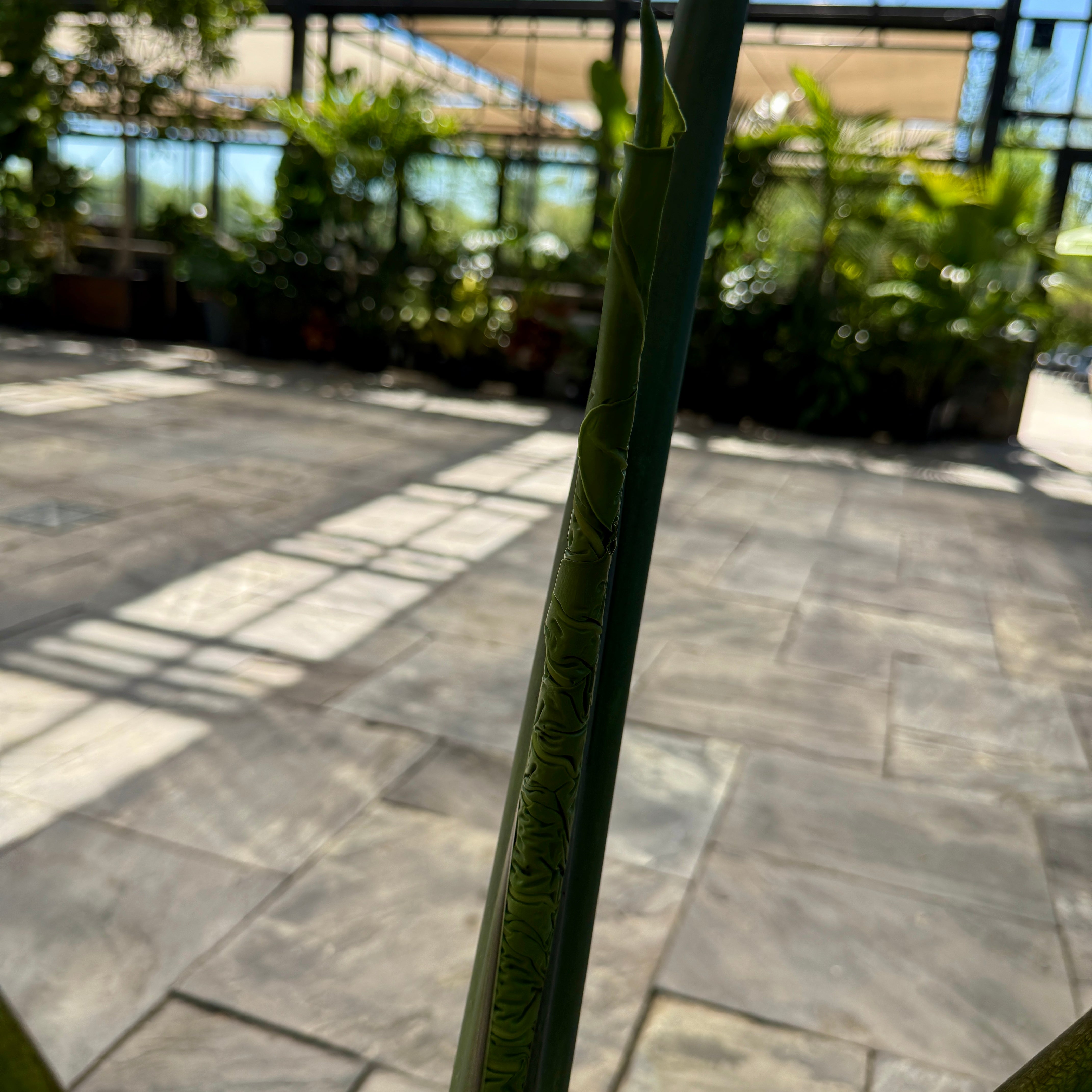 Alocasia 'Portora' (Alocasia sp. 'Portora') - 14" Pot