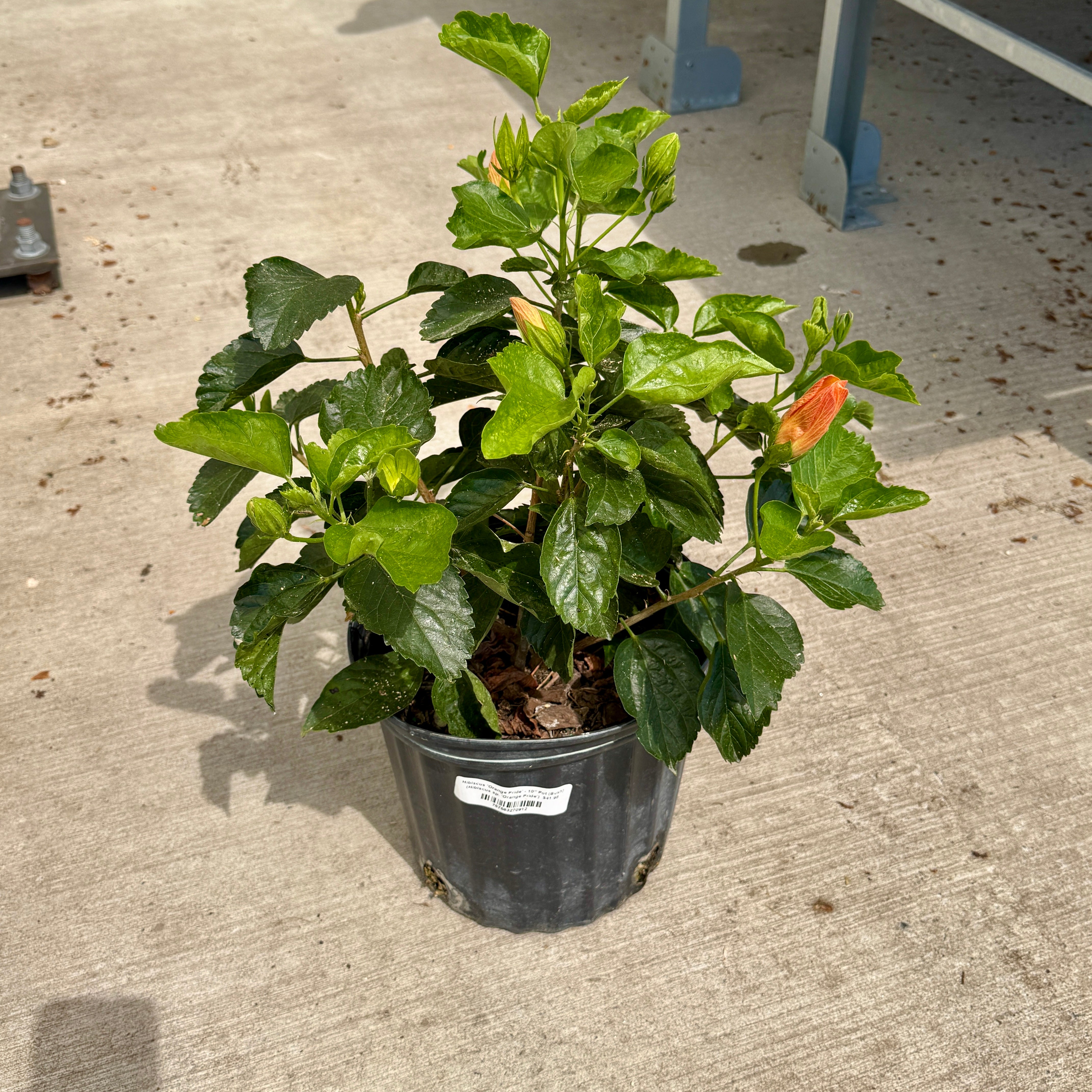 Hibiscus 'Orange Pride' (Hibiscus sp. 'Orange Pride') - 10" Pot - Bush