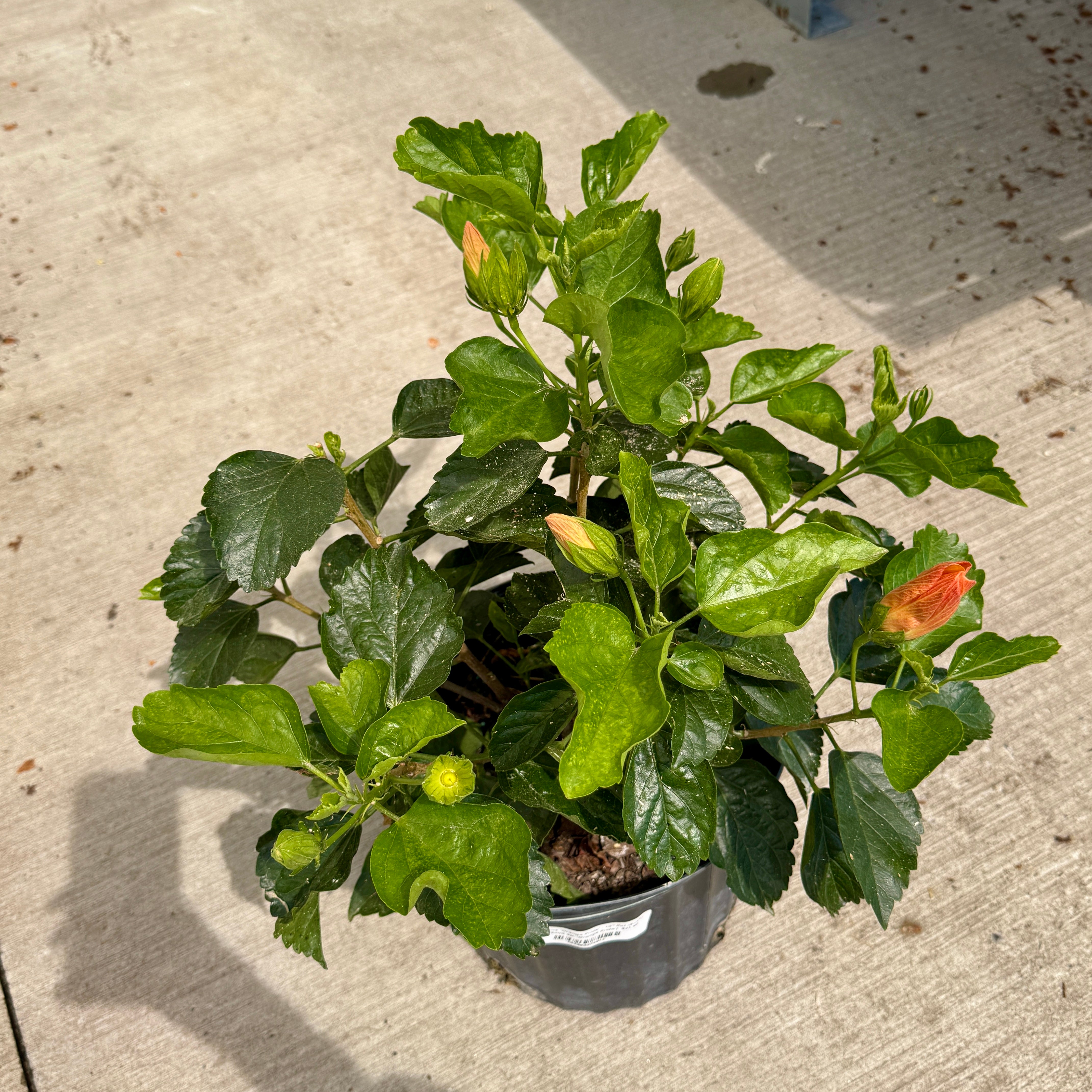 Hibiscus 'Orange Pride' (Hibiscus sp. 'Orange Pride') - 10" Pot - Bush
