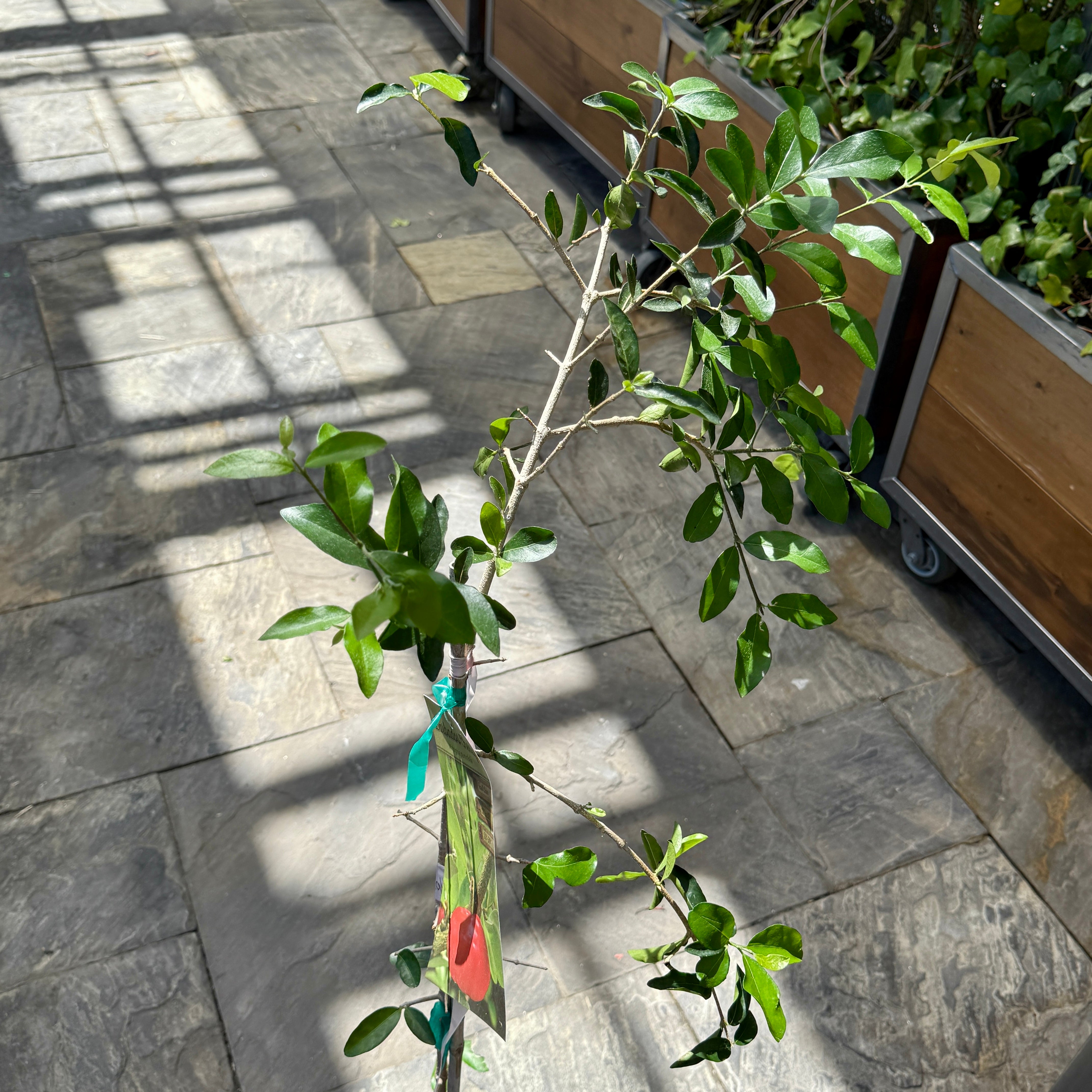 Barbados Cherry (Malpighia emarginata) - 10" Pot