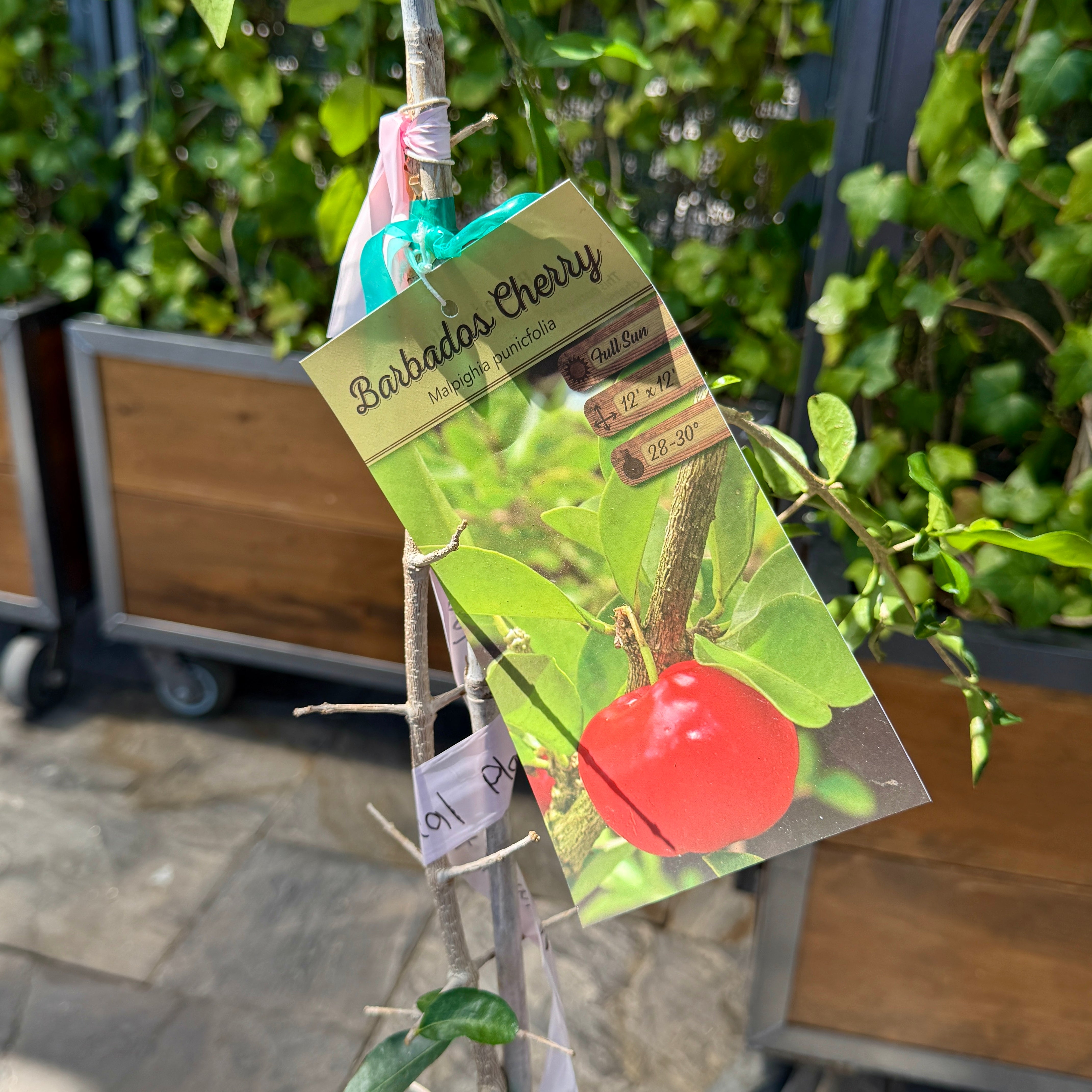 Barbados Cherry (Malpighia emarginata) - 10" Pot