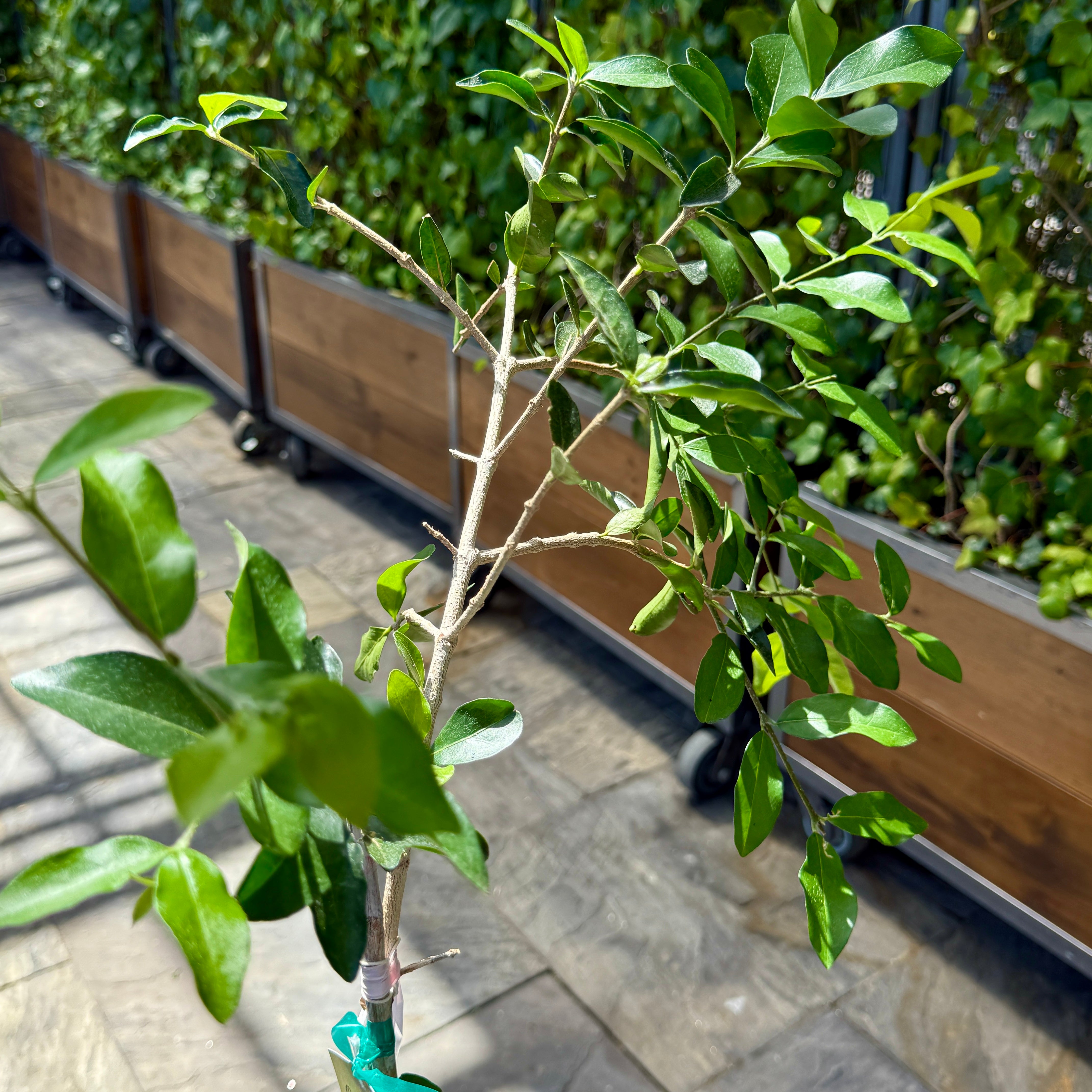 Barbados Cherry (Malpighia emarginata) - 10" Pot
