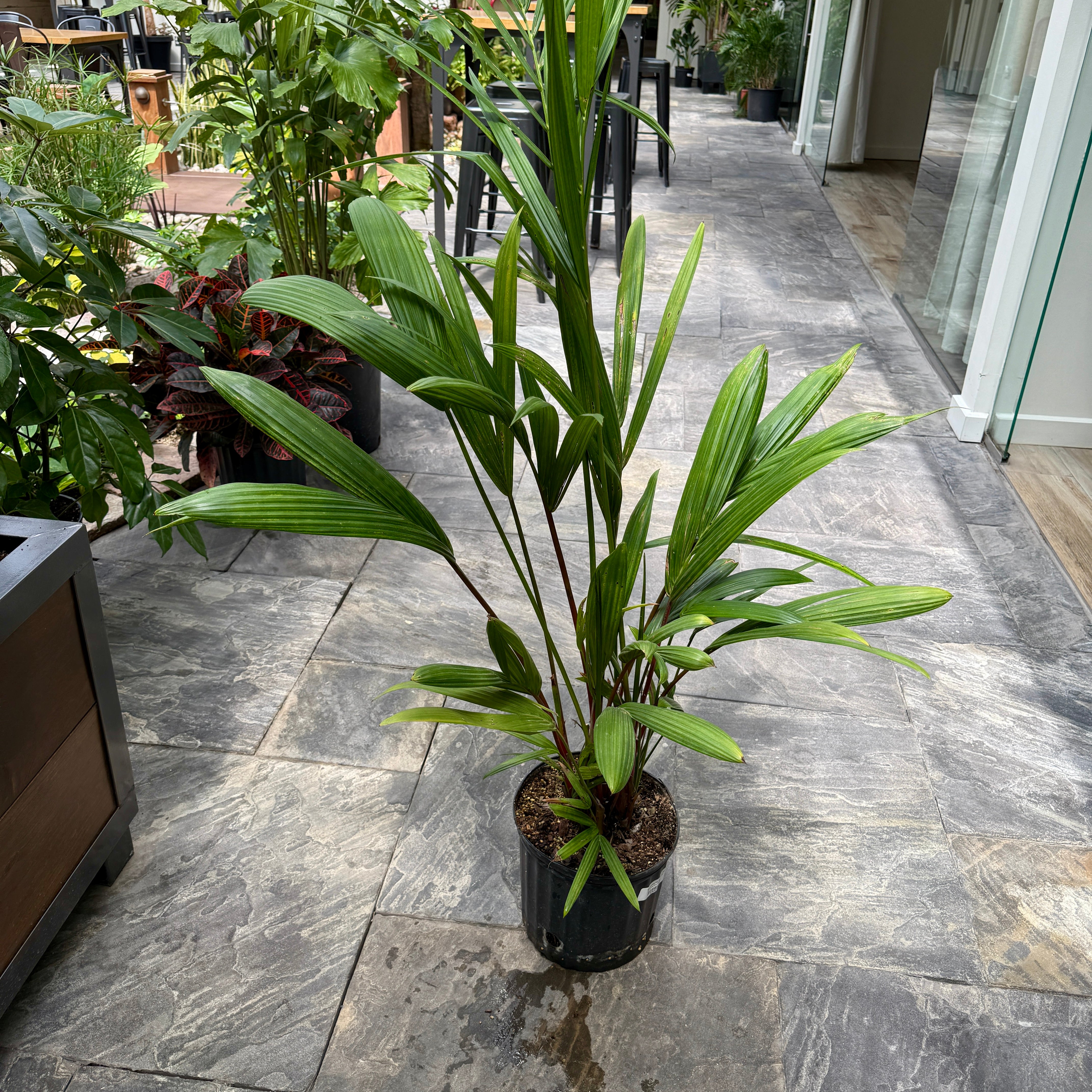 Red Sealing Wax Palm (Cyrtostachys renda) - 10" Pot