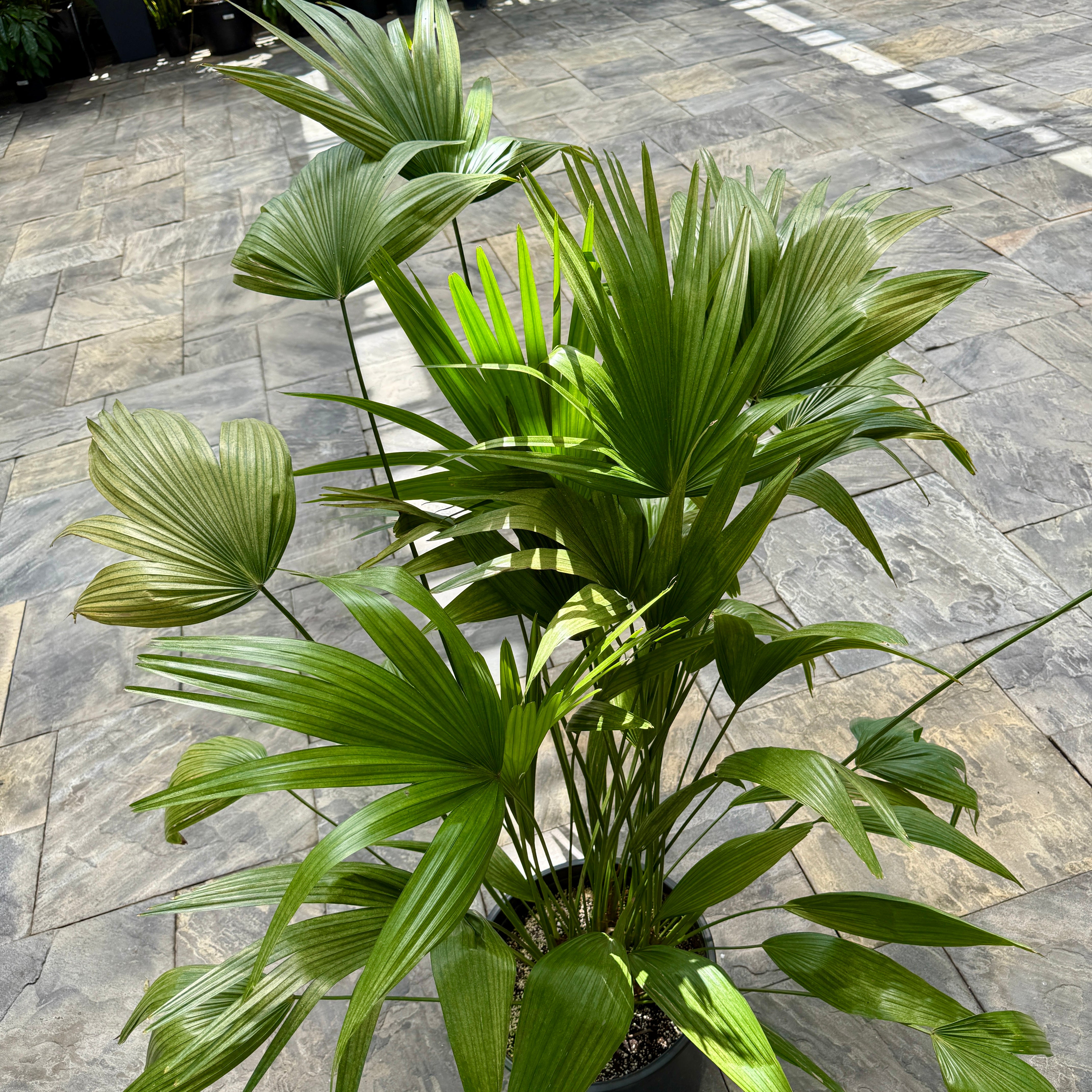Chinese Fan Palm (Livistona chinensis) - 14" Pot - Multi