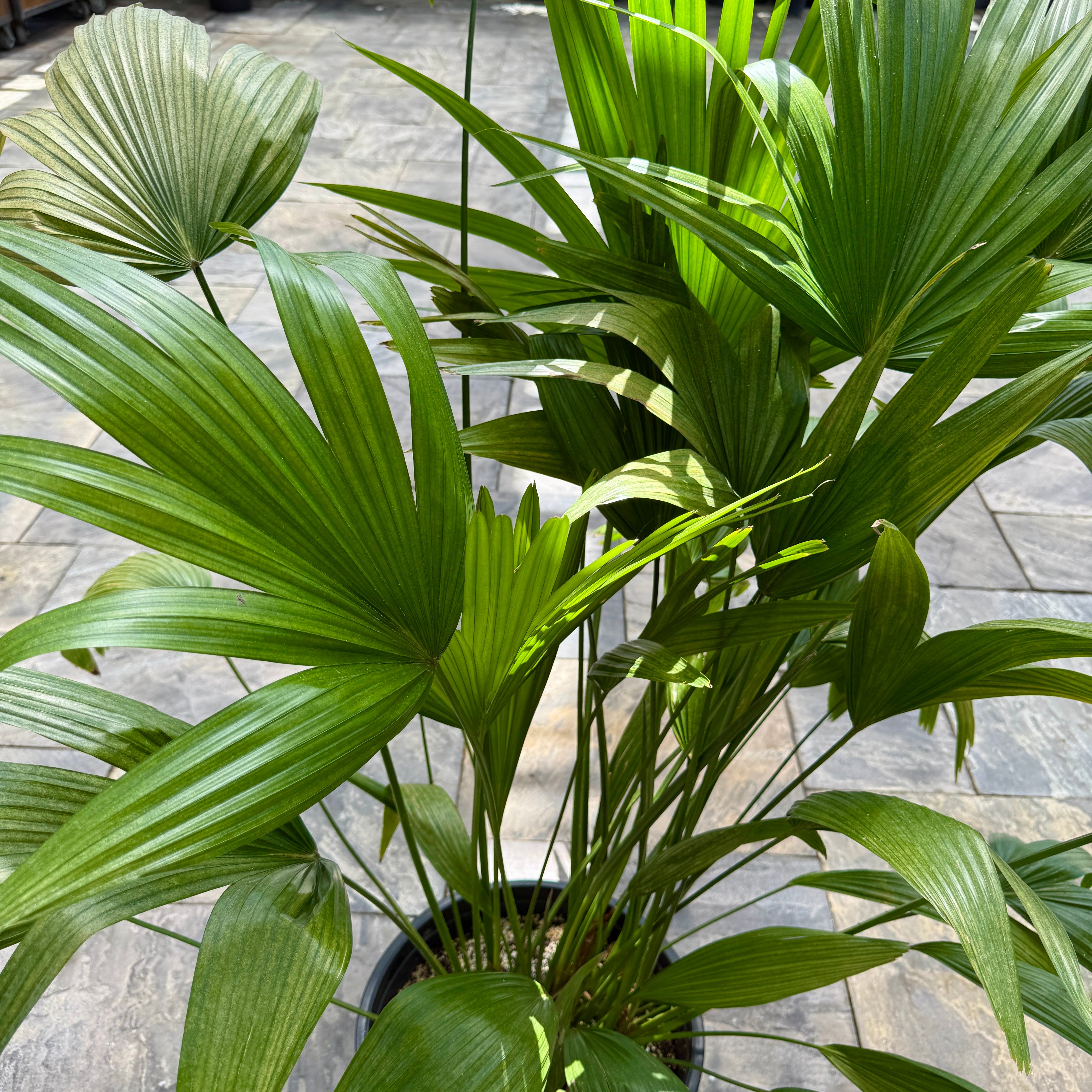 Chinese Fan Palm (Livistona chinensis) - 14" Pot - Multi