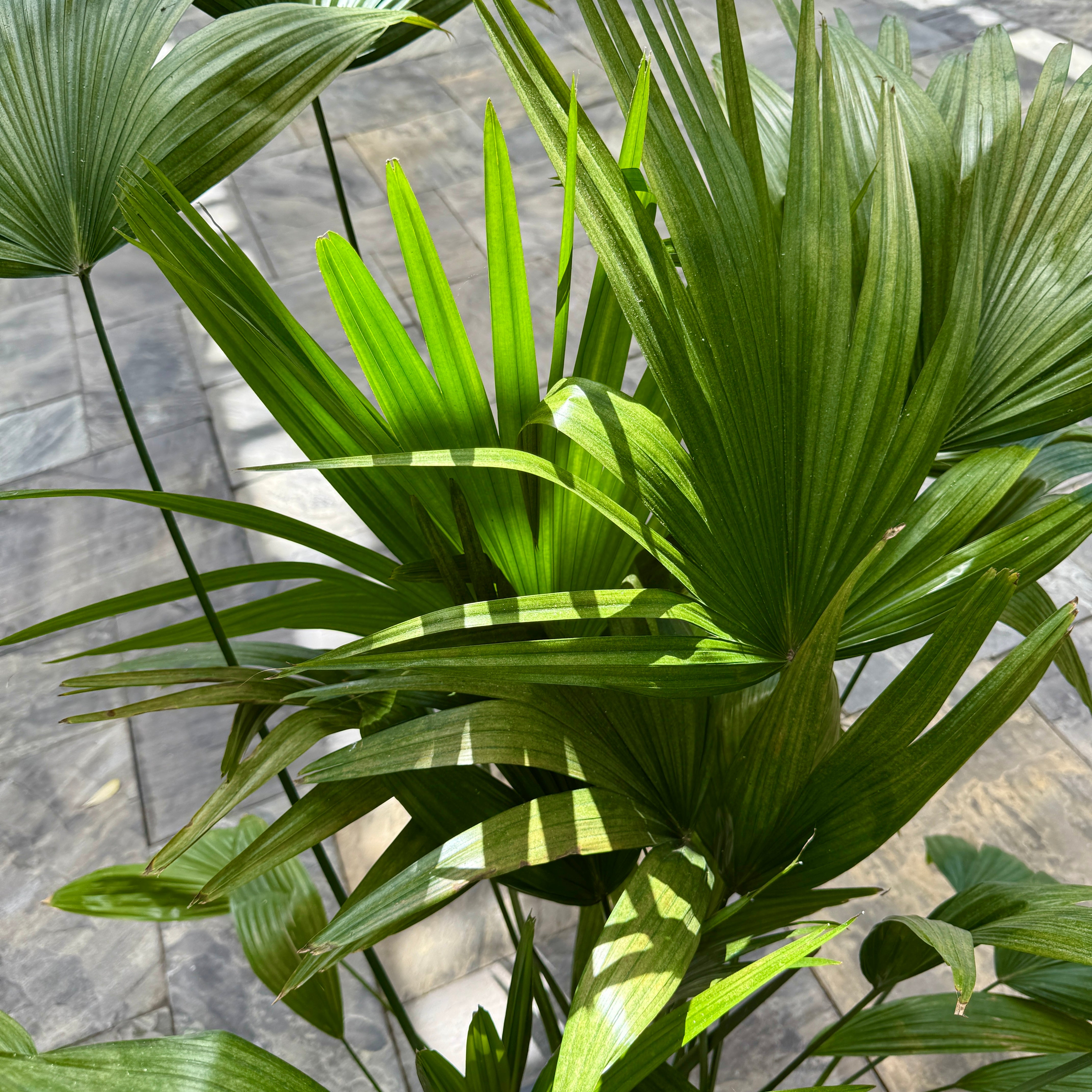 Chinese Fan Palm (Livistona chinensis) - 14" Pot - Multi