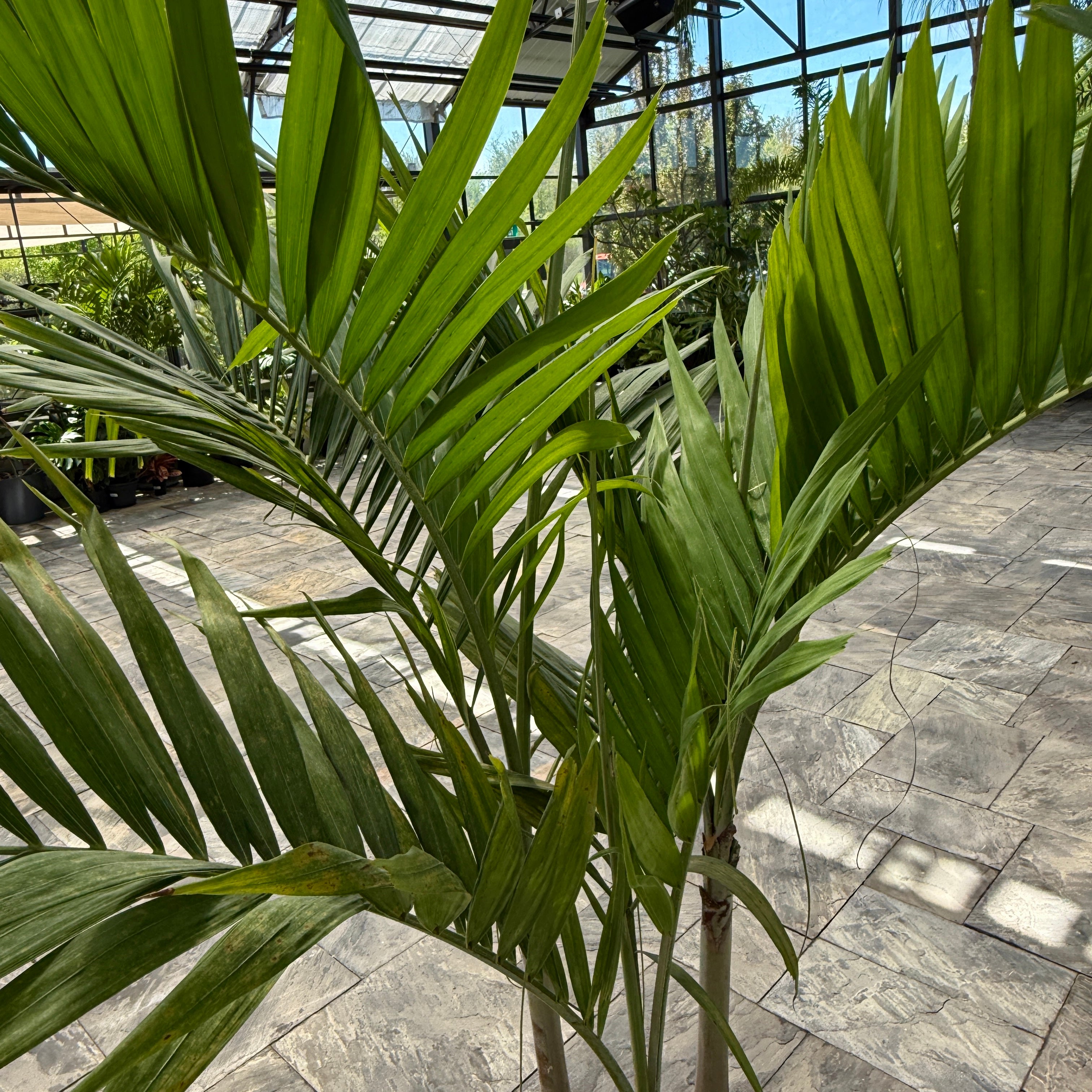 Christmas Palm (Adonidia merrillii) - 17" Pot - Multi