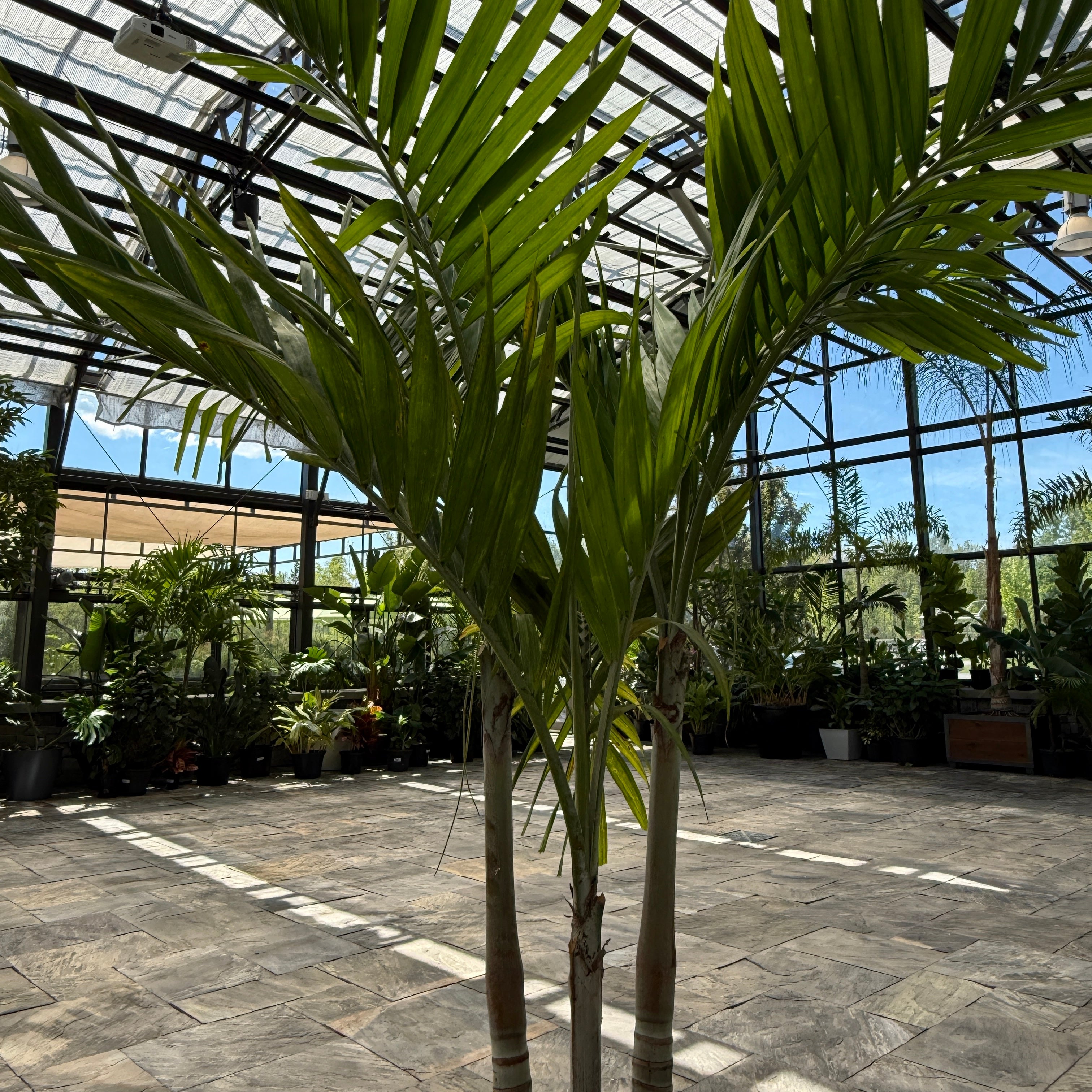 Christmas Palm (Adonidia merrillii) - 17" Pot - Multi