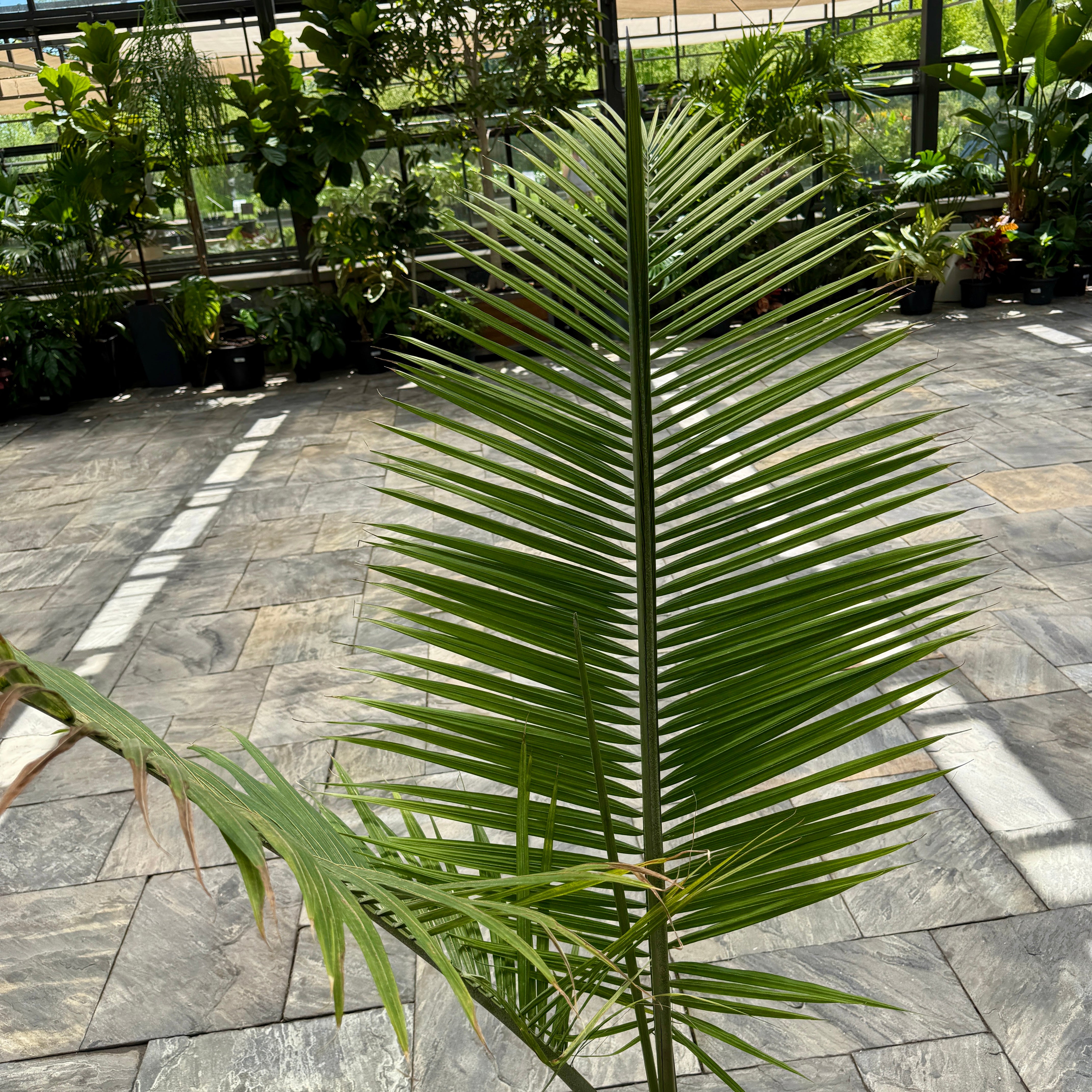 Majesty Palm (Ravenea rivularis) - 12" pot