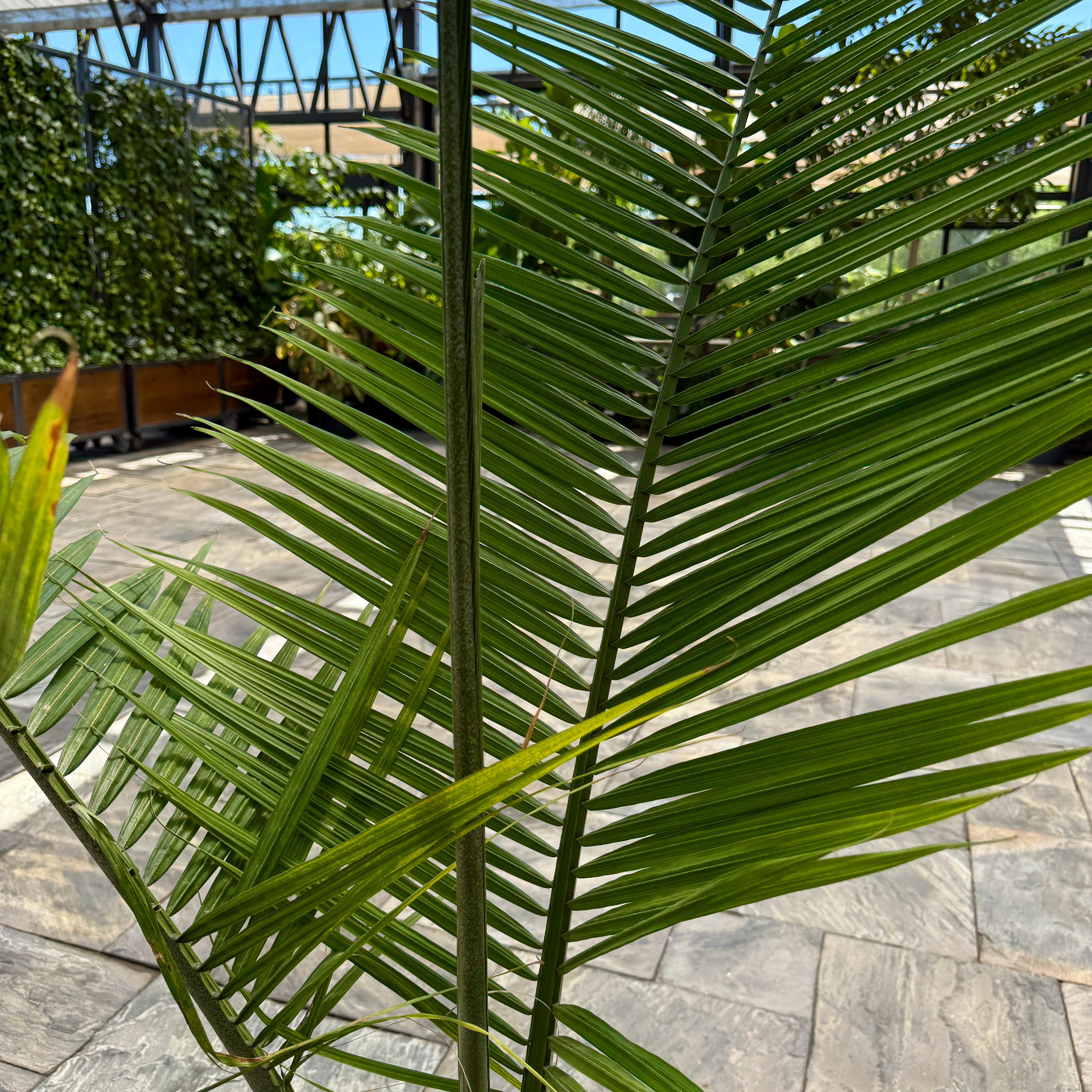 Majesty Palm (Ravenea rivularis) - 12" pot