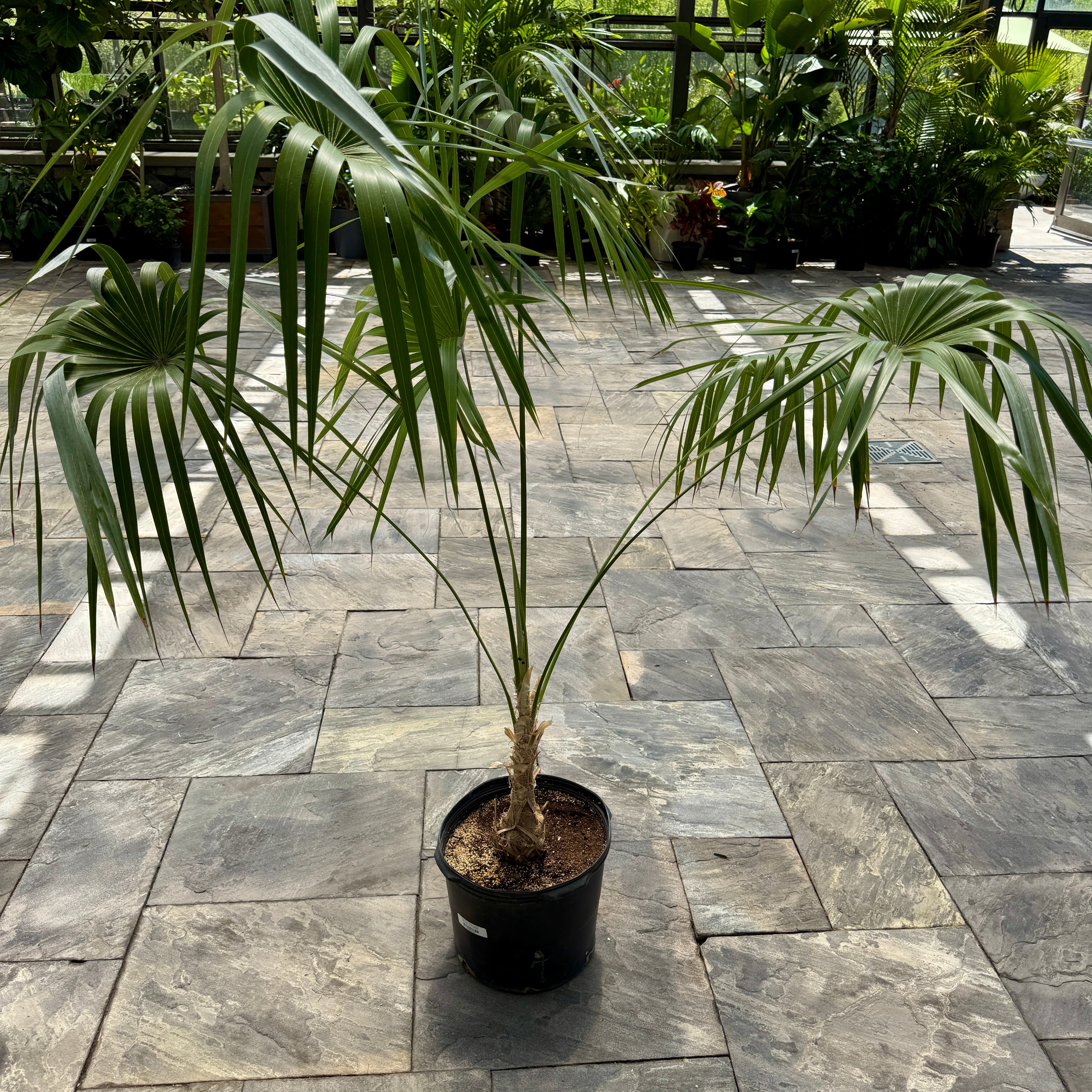 Key Thatch Palm (Leucothrinax morrisii) - 14" Pot