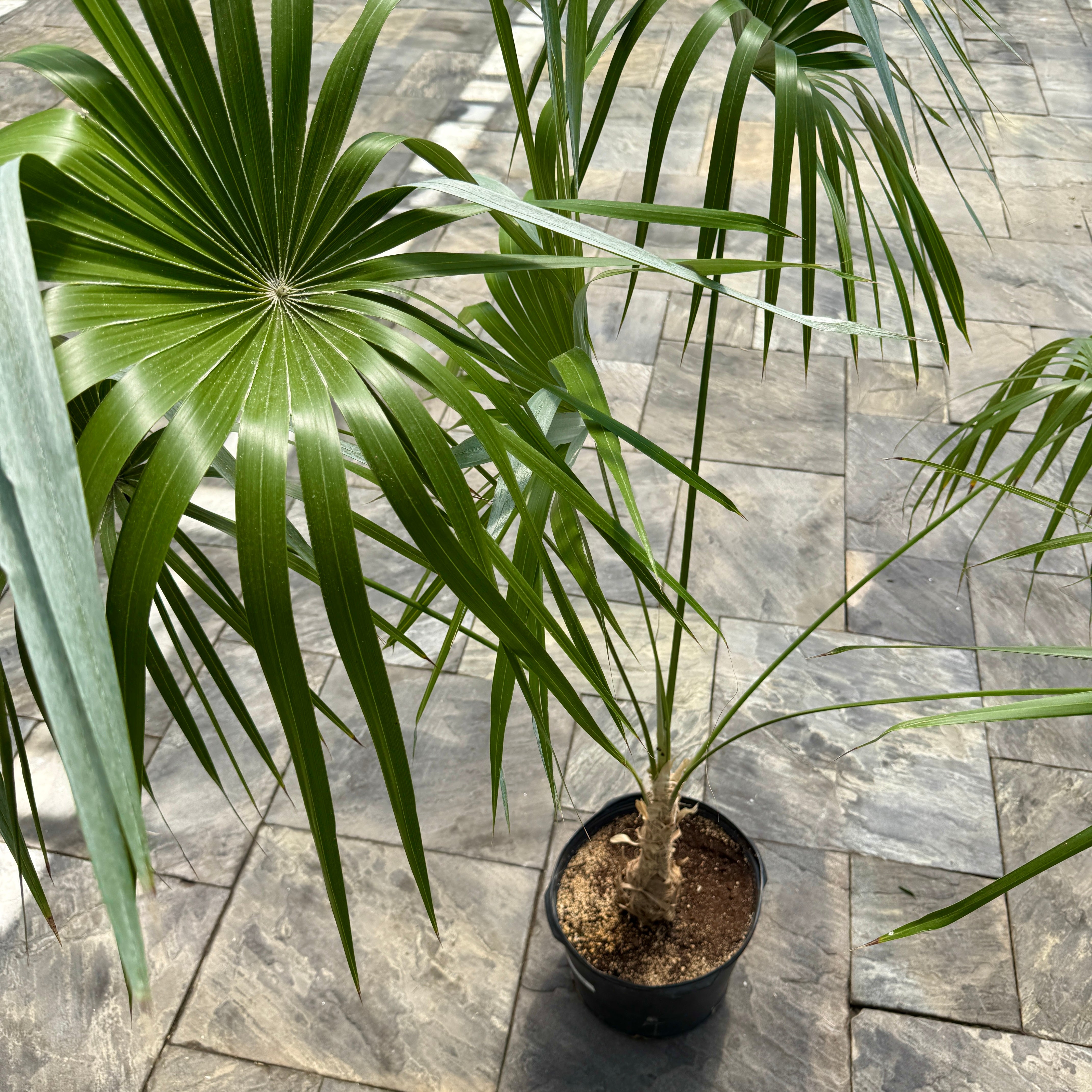 Key Thatch Palm (Leucothrinax morrisii) - 14" Pot