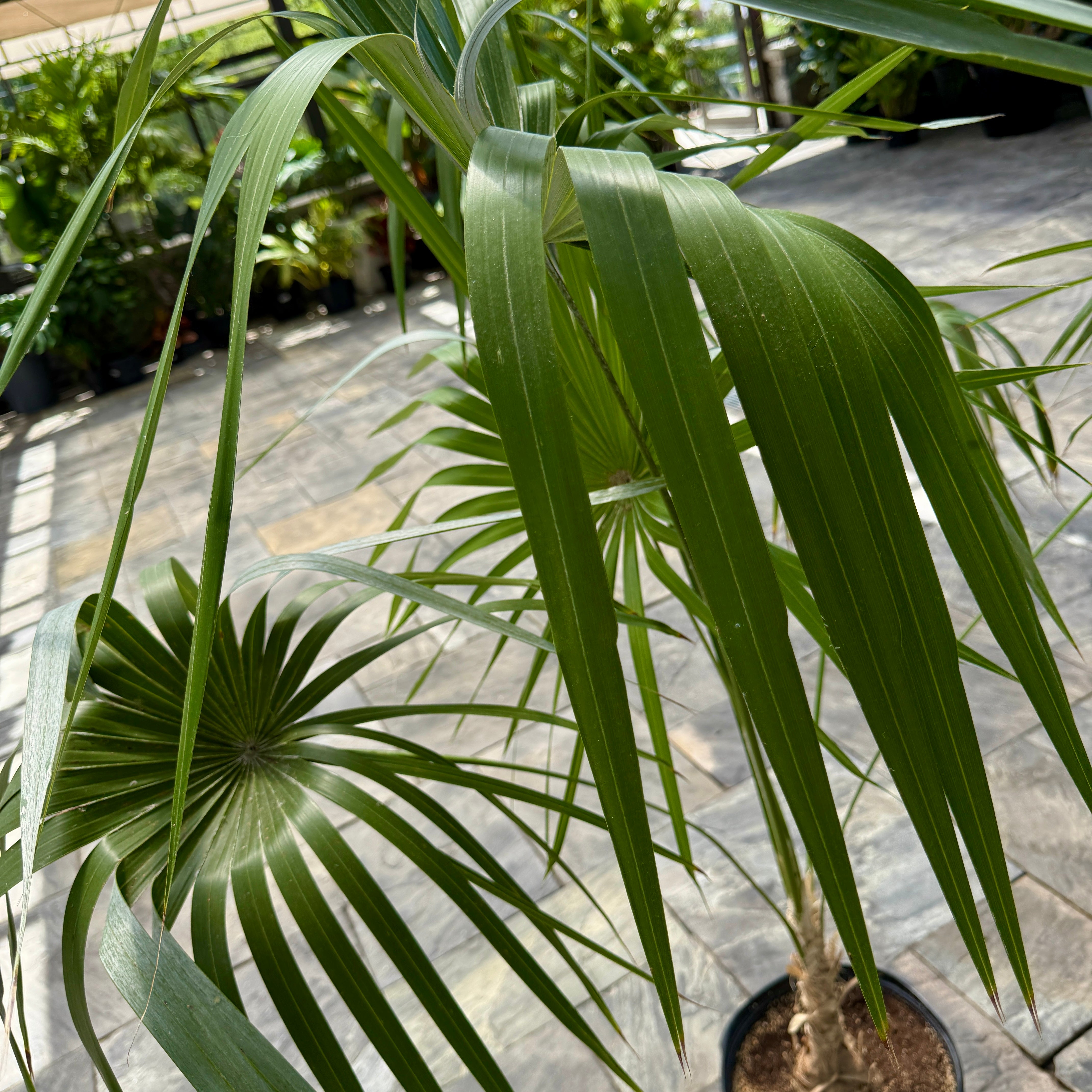 Key Thatch Palm (Leucothrinax morrisii) - 14" Pot