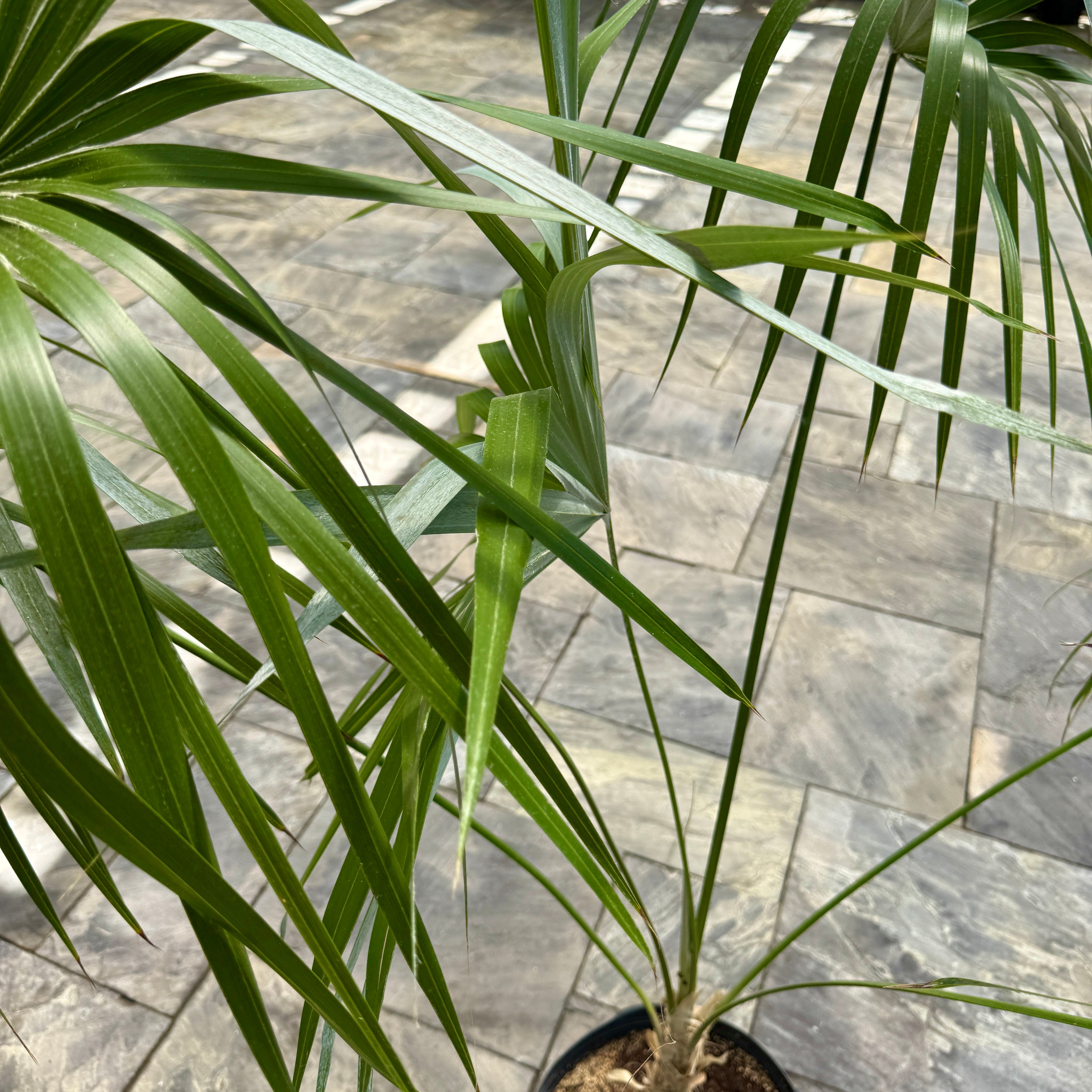 Key Thatch Palm (Leucothrinax morrisii) - 14" Pot
