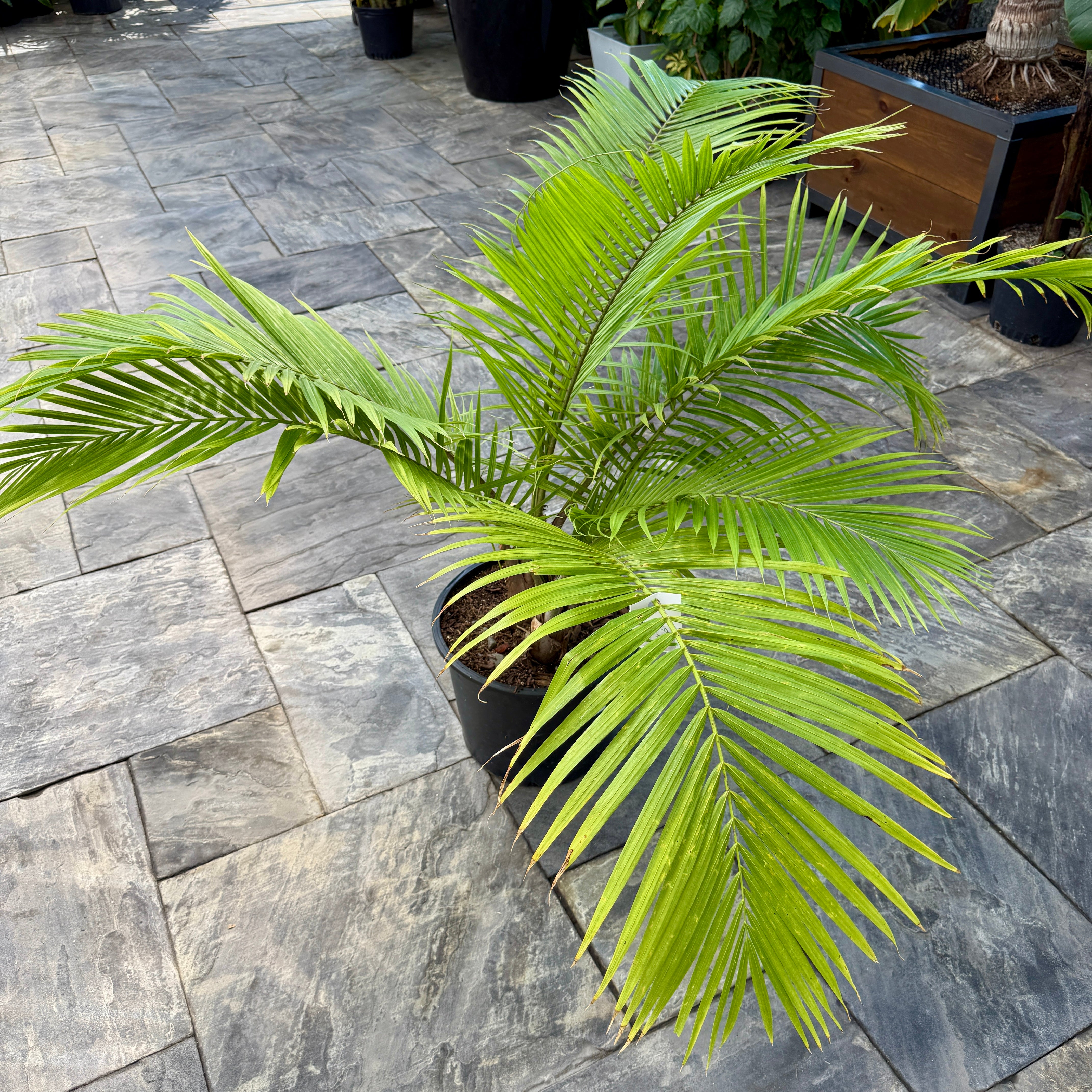 Majesty Palm (Ravenea rivularis) - 14" Pot