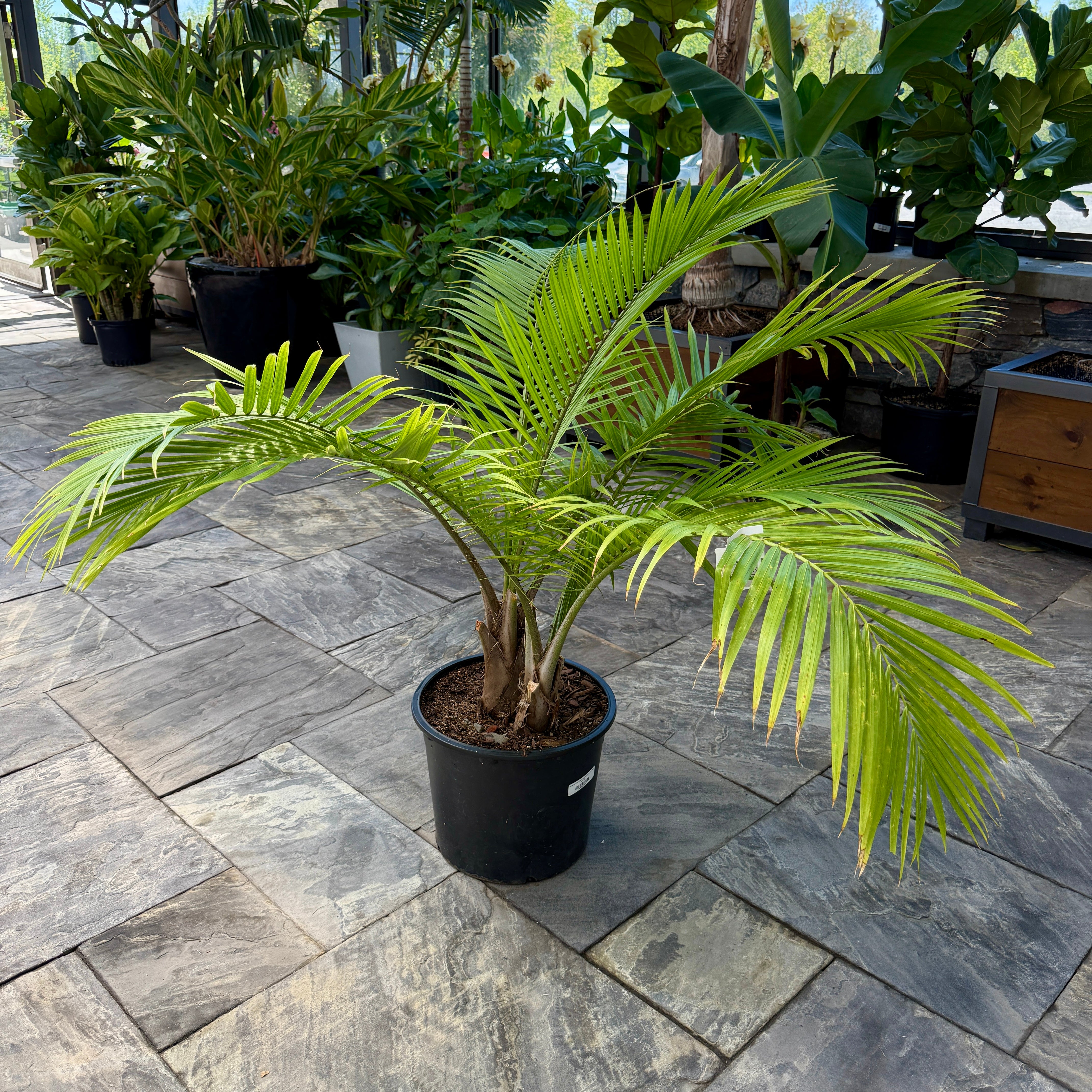 Majesty Palm (Ravenea rivularis) - 14" Pot