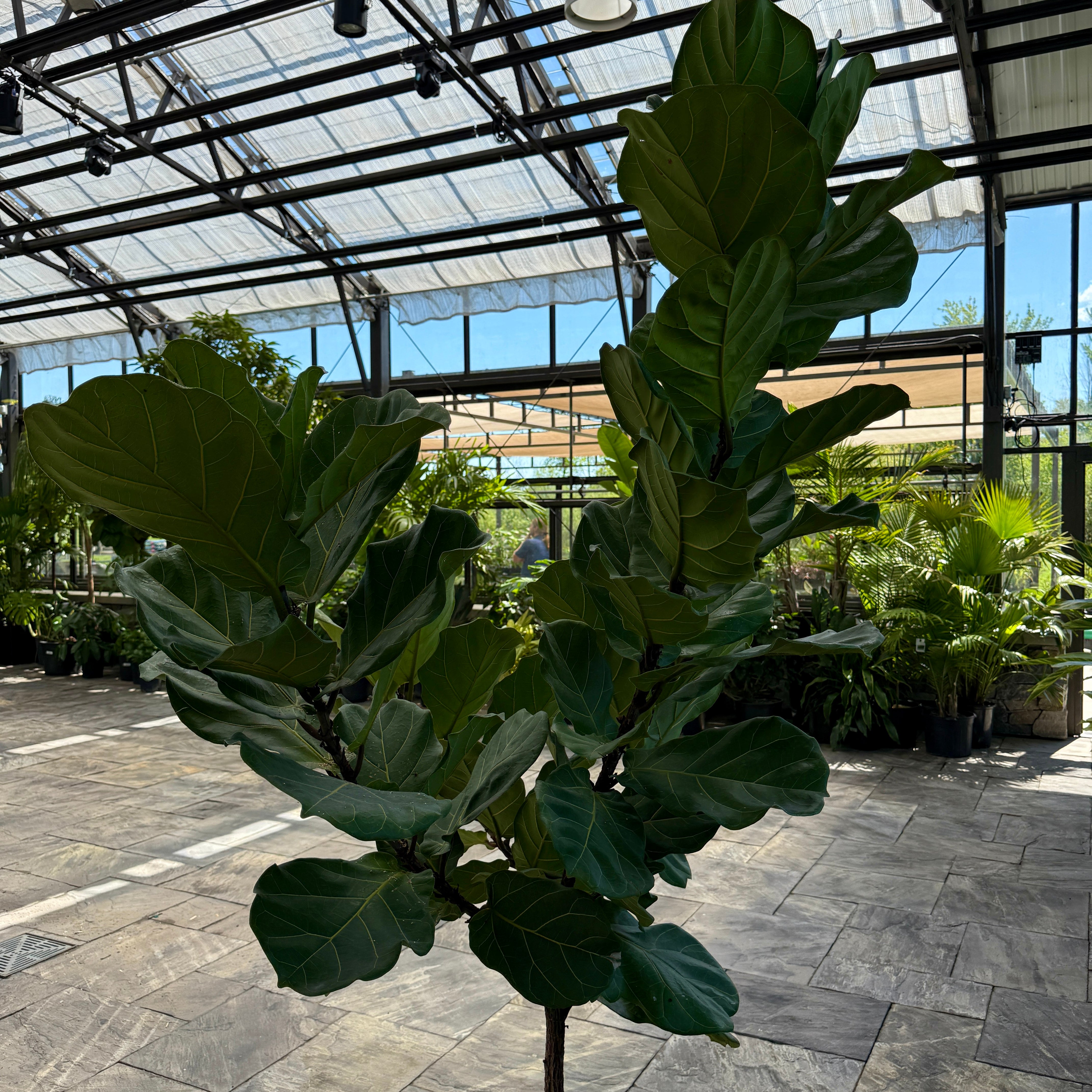 Fiddle Leaf Fig (Ficus lyrata) - 17" Pot - Std