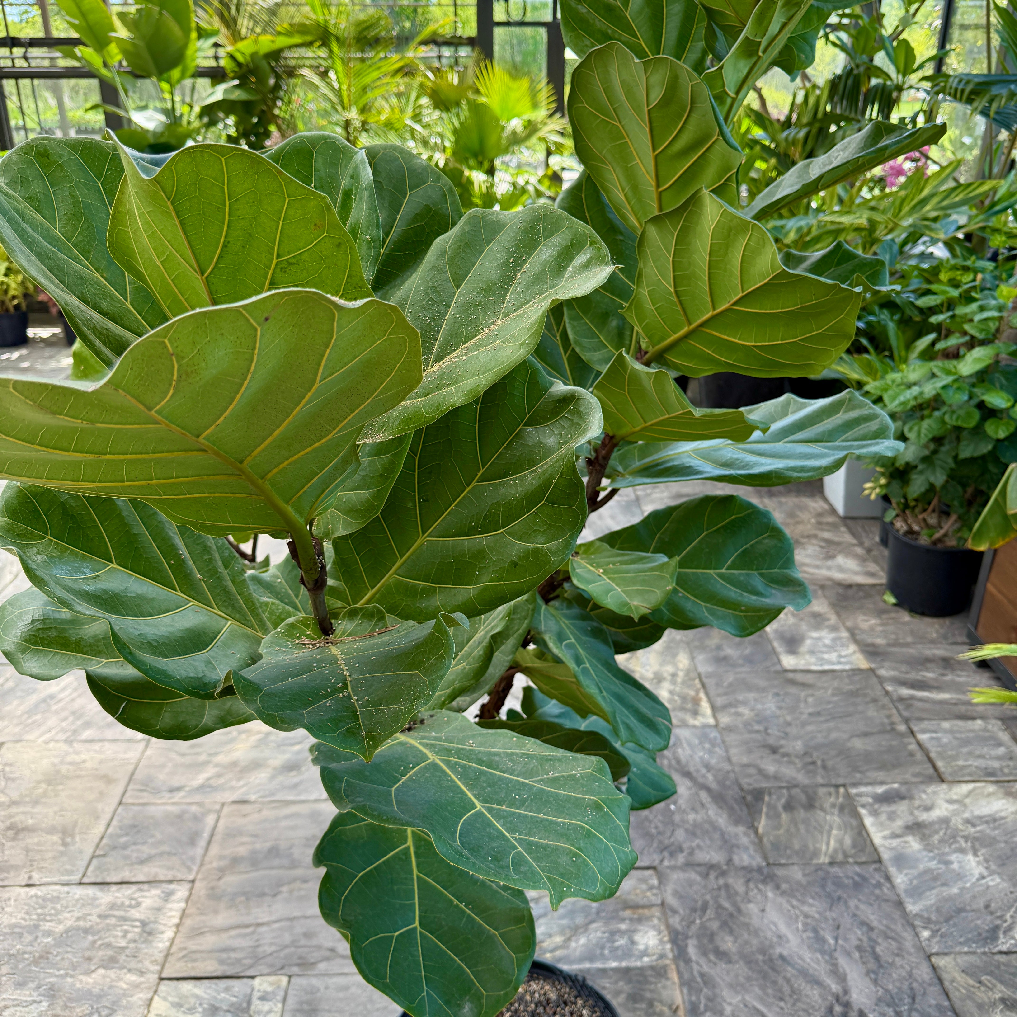 Fiddle Leaf Fig (Ficus lyrata) - 17" Pot - Std