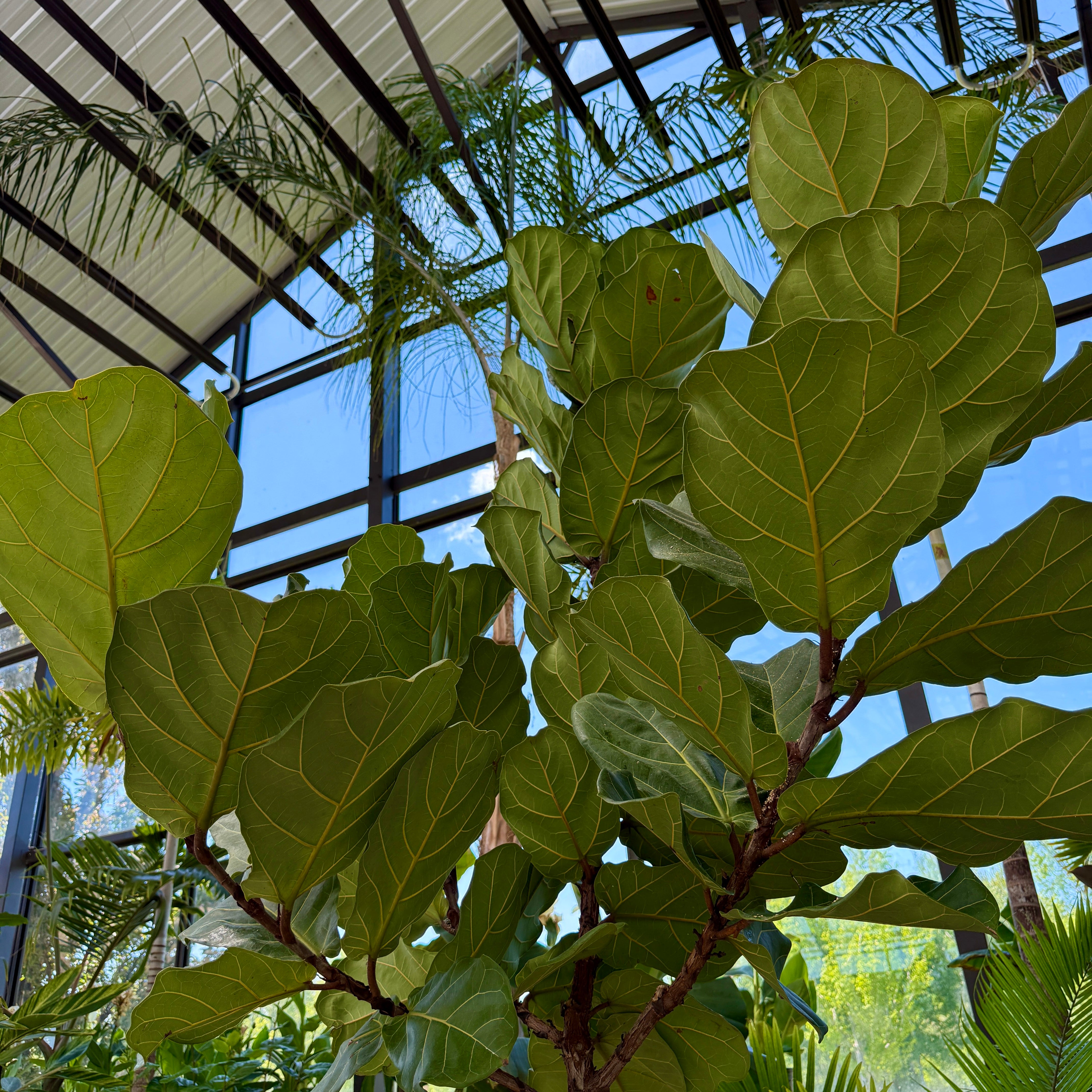 Fiddle Leaf Fig (Ficus lyrata) - 17" Pot - Std