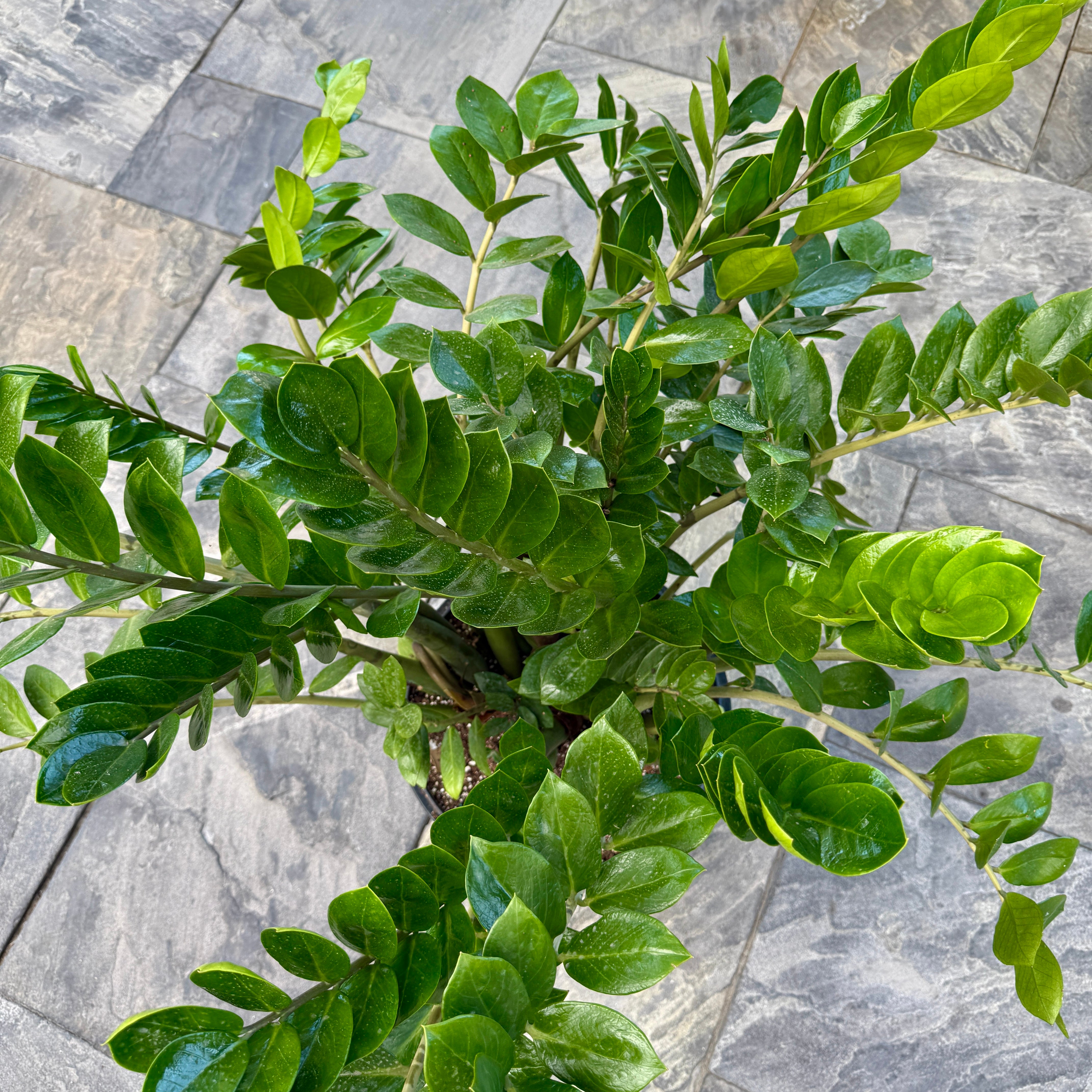 ZZ Plant (Zamioculcas zamiifolia) - 14" Pot